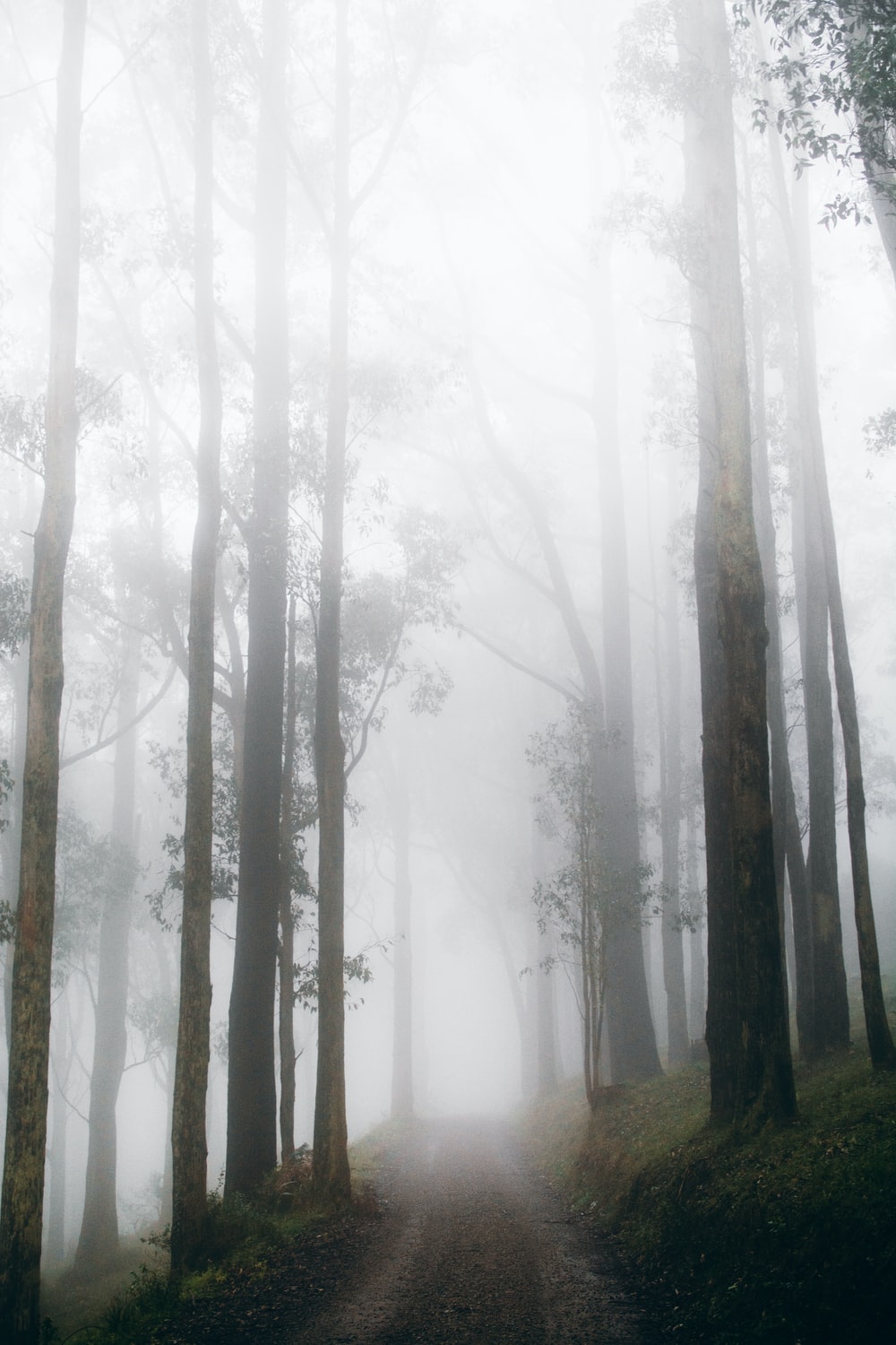 Foggy Woods Wallpapers Wallpaper Cave