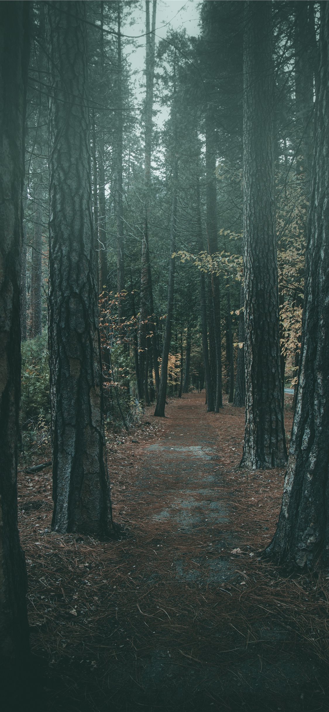 Foggy walk in Yosemite iPhone X Wallpaper Free Download