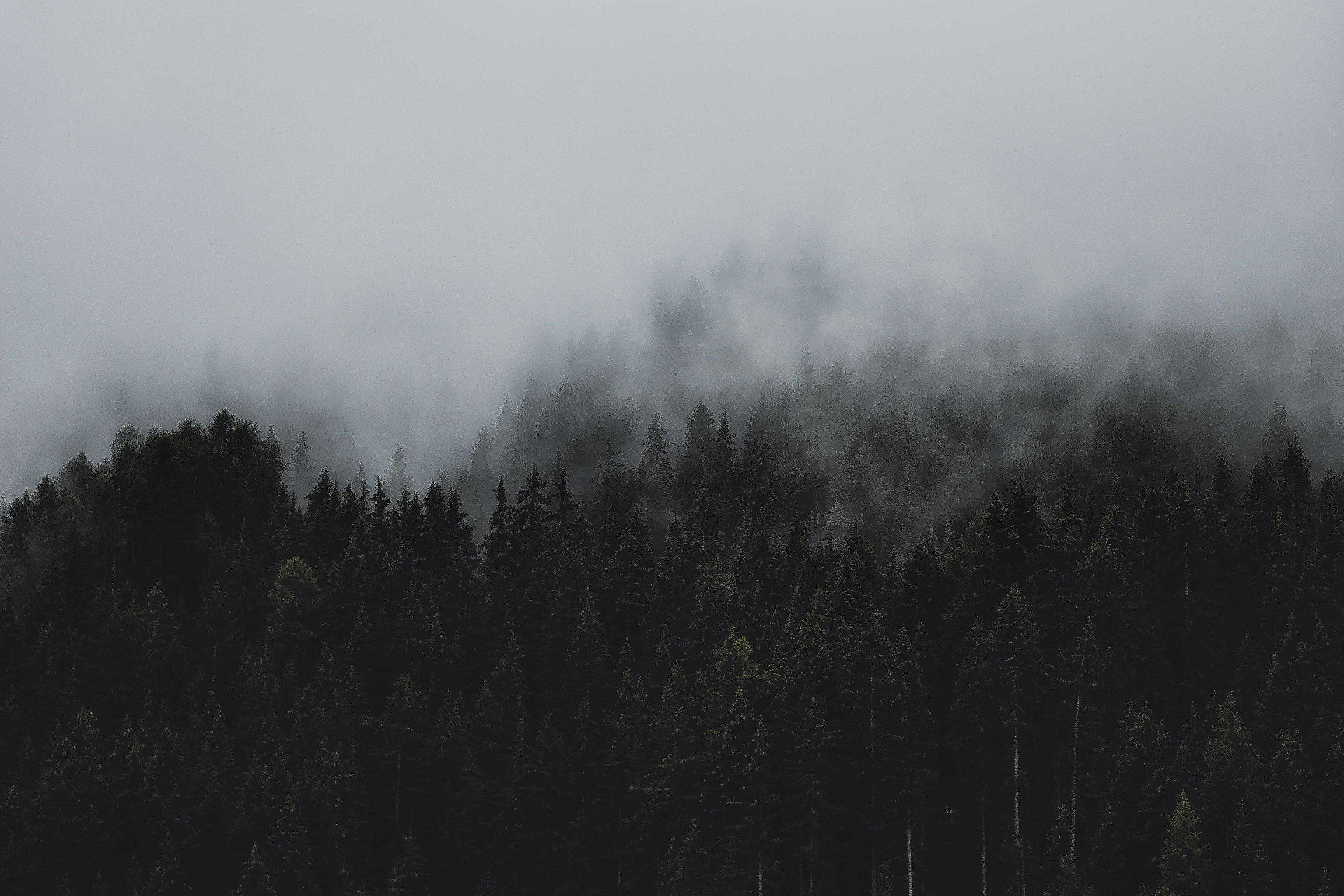 Foggy Dark Forest Mural Wallpaper