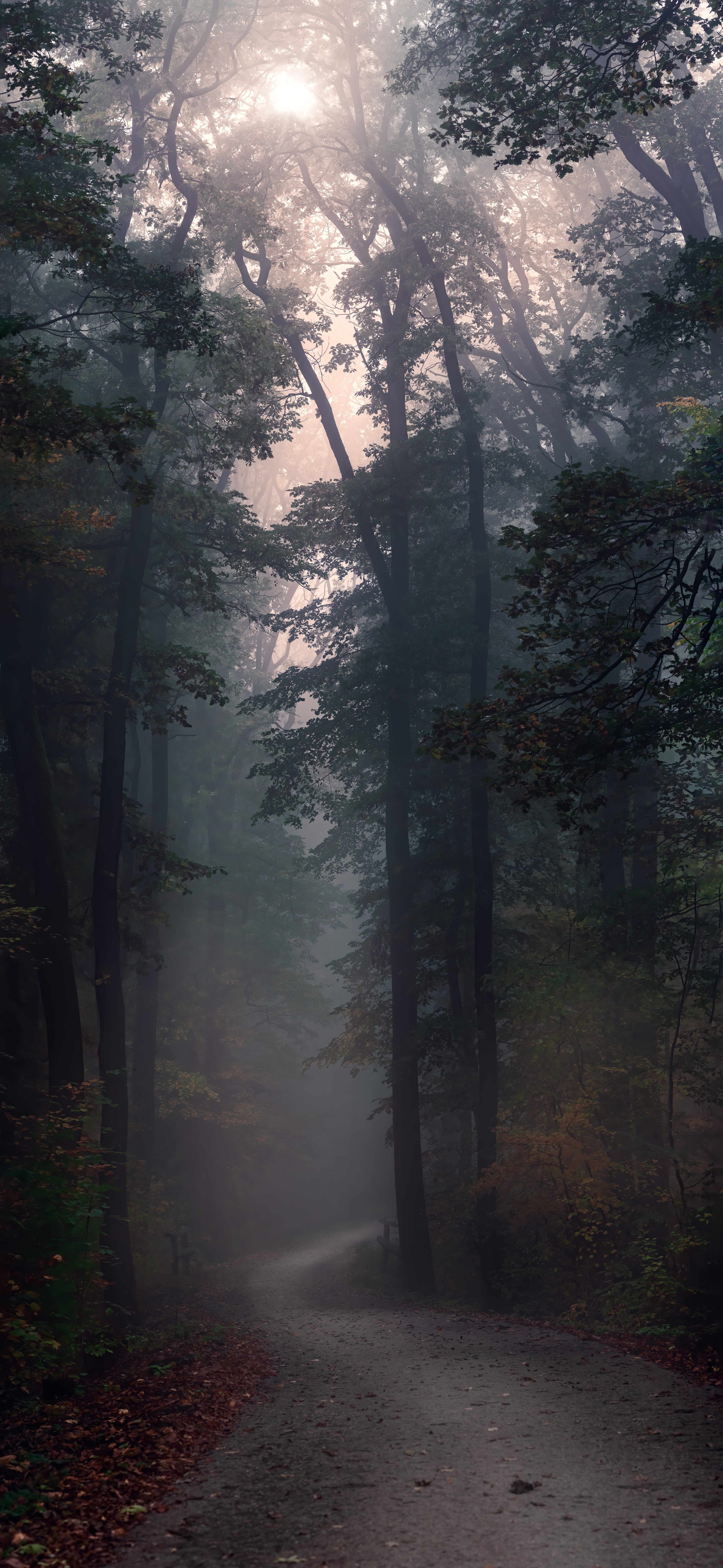 55,Best Free Foggy Forest & Image · 100% Royalty Free HD Downloads