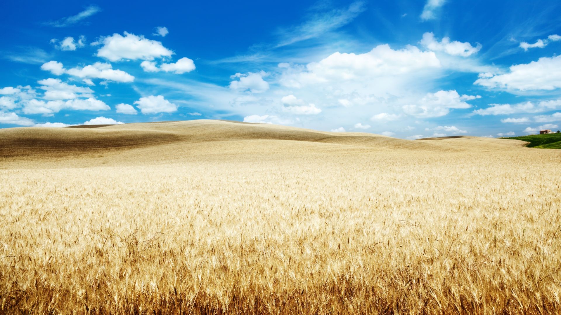 Desktop Wallpaper Wheat Farm, Harvest, Landscape, Blue Sky, HD Image, Picture, Background, 1cd1ec