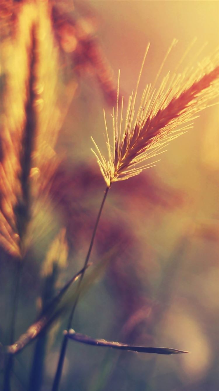 Farm Wheat Corp Macro Blur iPhone 8 Wallpaper Free Download