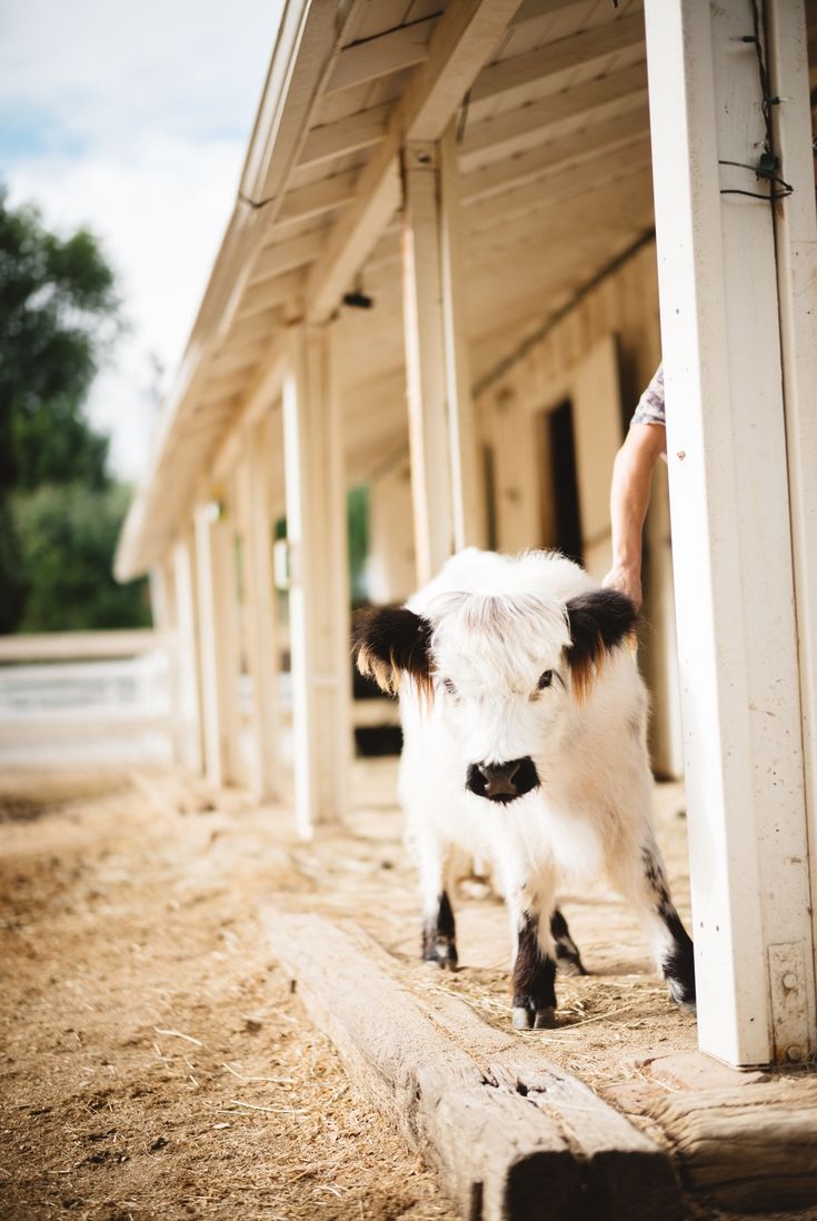 Moochi the Mini Cow peeking around his barn. Mini cows, Miniature cows, Mini farm