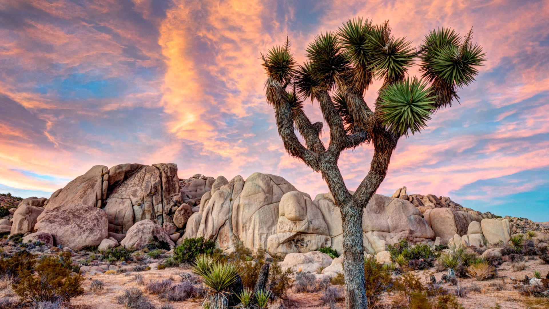 Joshua Tree National Park HD Wallpaper and Background