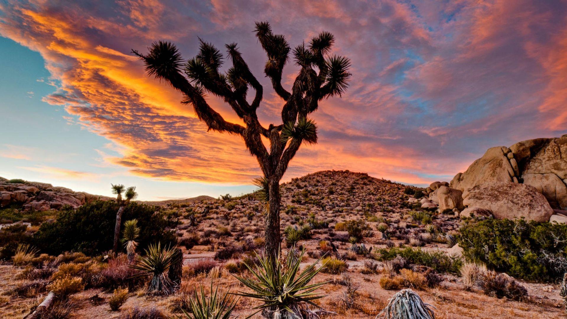 Joshua Tree National Park Wallpaper Free Joshua Tree National Park Background
