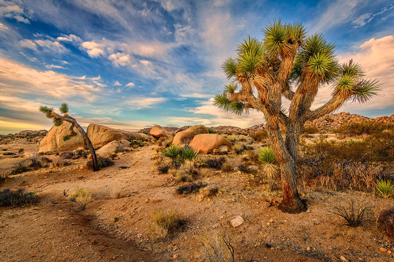 Image California USA Joshua Tree National Park Nature Sky Parks