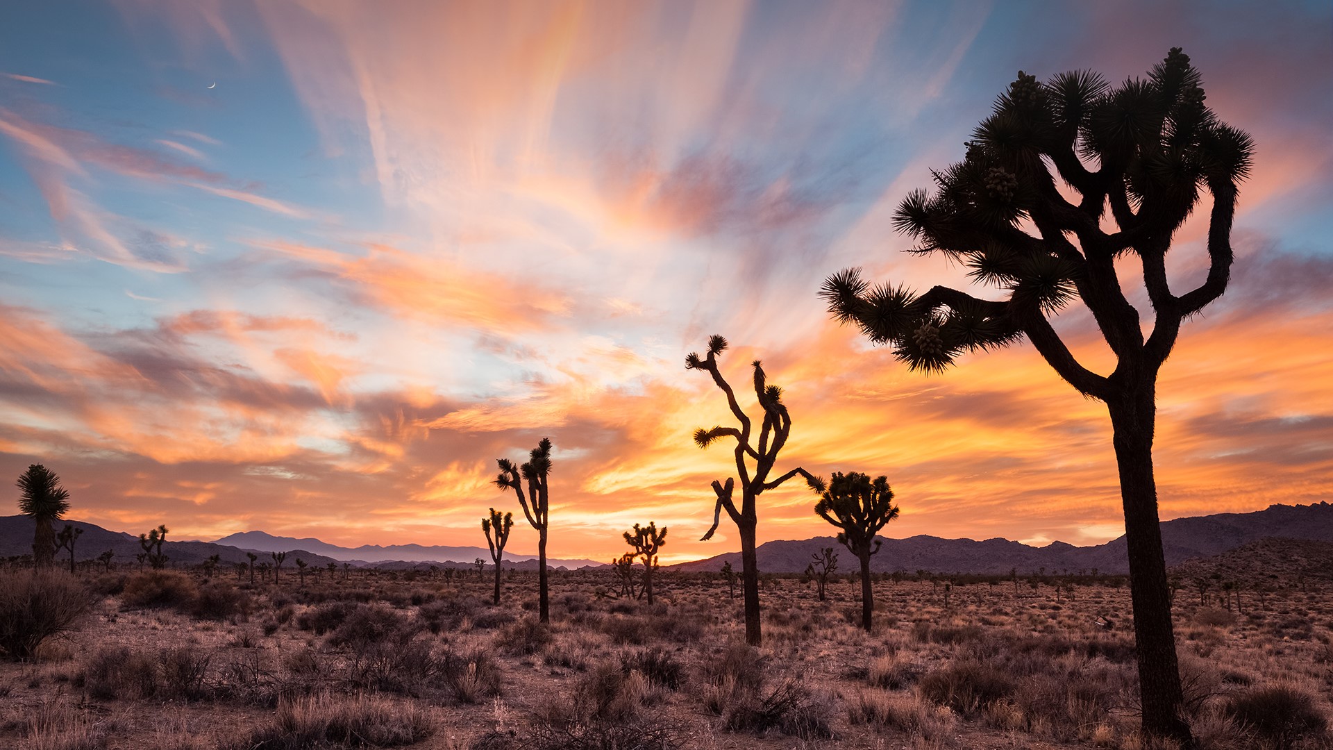 Joshua trees at sunset, Joshua Tree National Park, California, USA. Windows 10 Spotlight Image