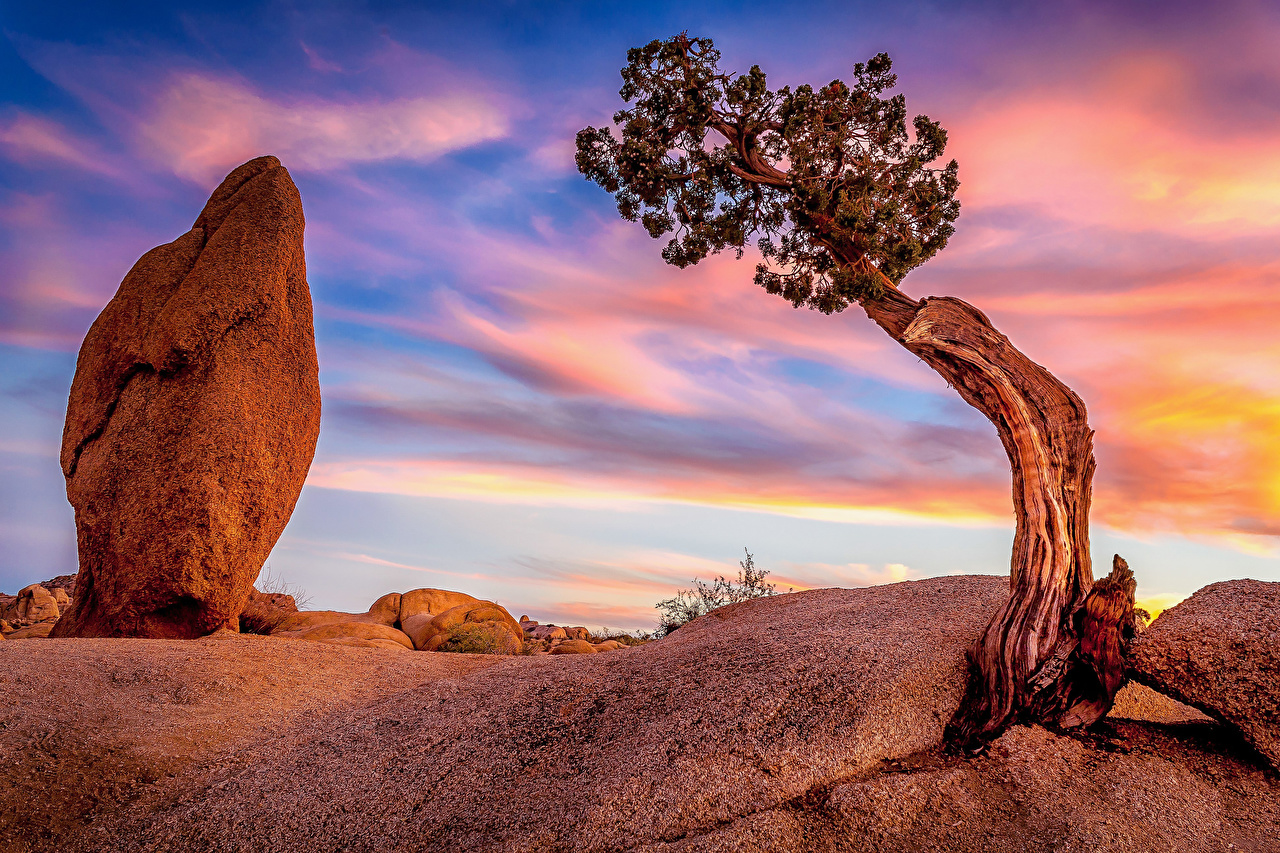 Picture California USA Joshua Tree National Park Nature Sky Parks