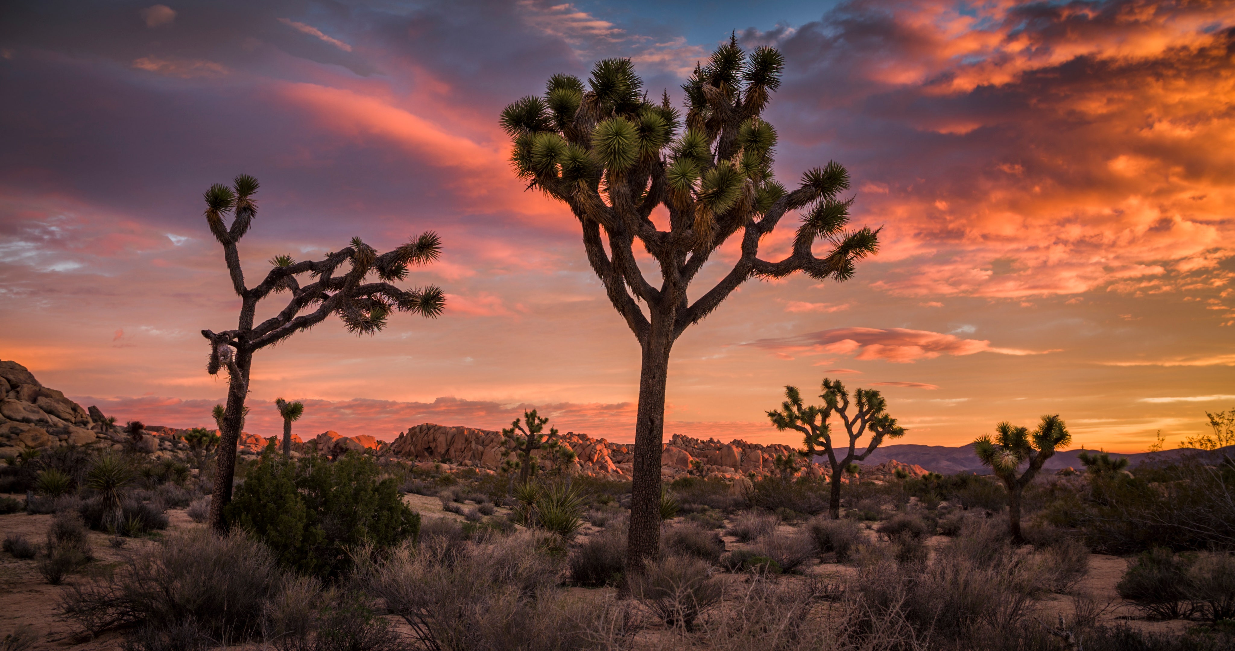 Our Guide for What to Do in Joshua Tree. Condé Nast Traveler