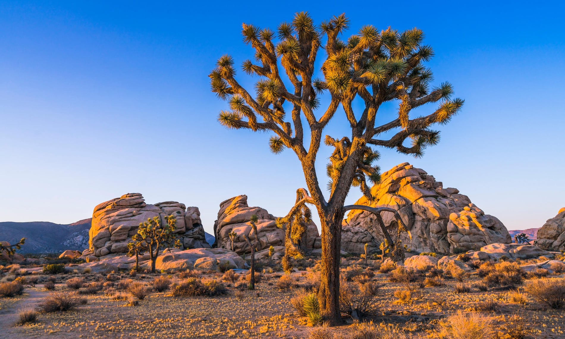 Joshua Tree national park: music, myths and art in the desert