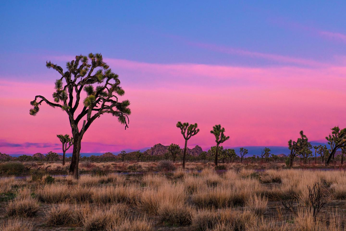 Joshua Tree National Park, California