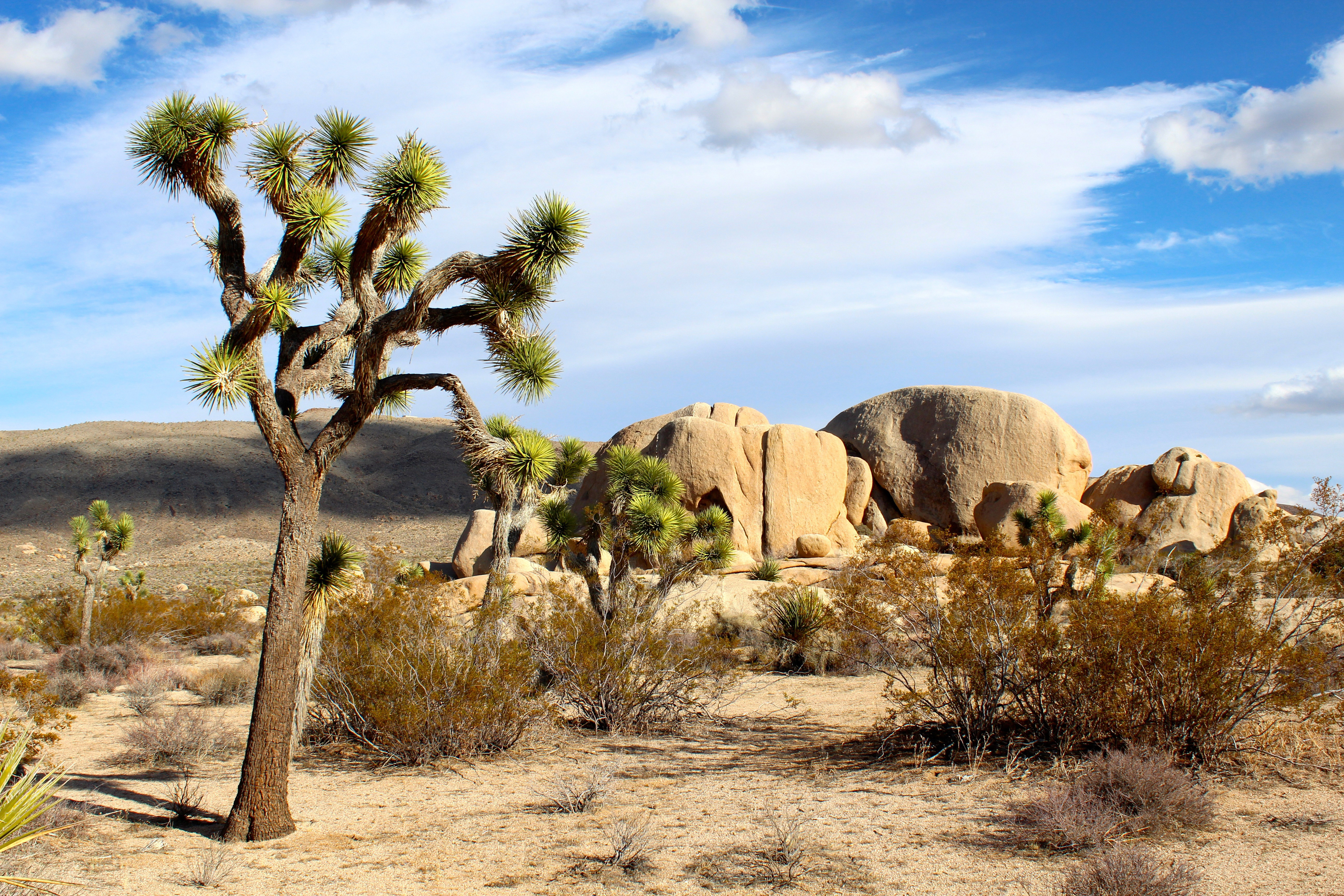 Landscape of Joshua Tree National Park, California image Domain photo