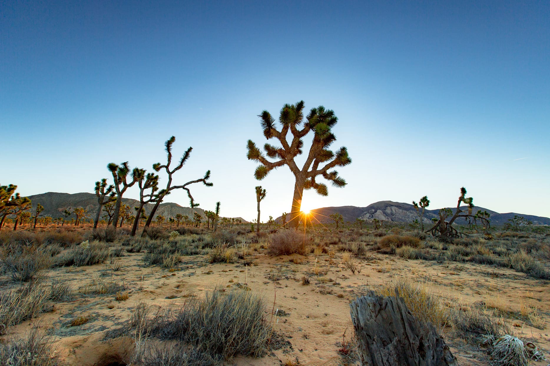 JOSHUA TREE National Park: An Epic Guide to California's Desert Oasis