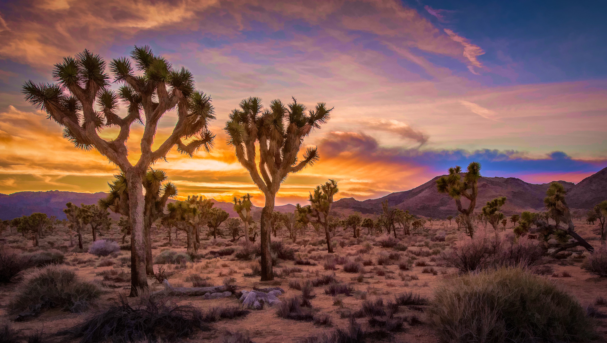 Photo Sunset Joshua Tree National Park California picture on Fonwall