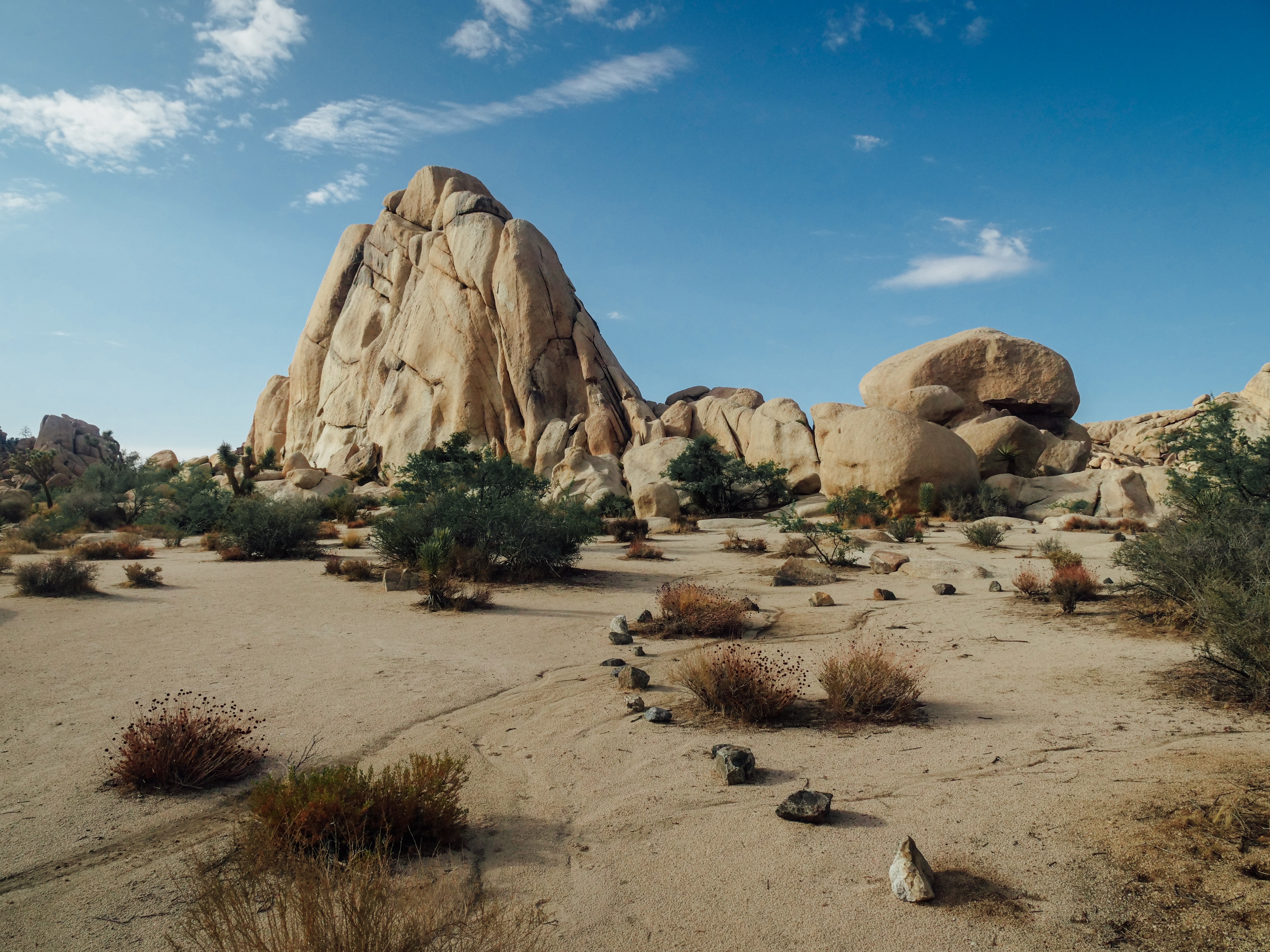 197,Best Free Joshua Tree National Park & Image · 100% Royalty Free HD Downloads