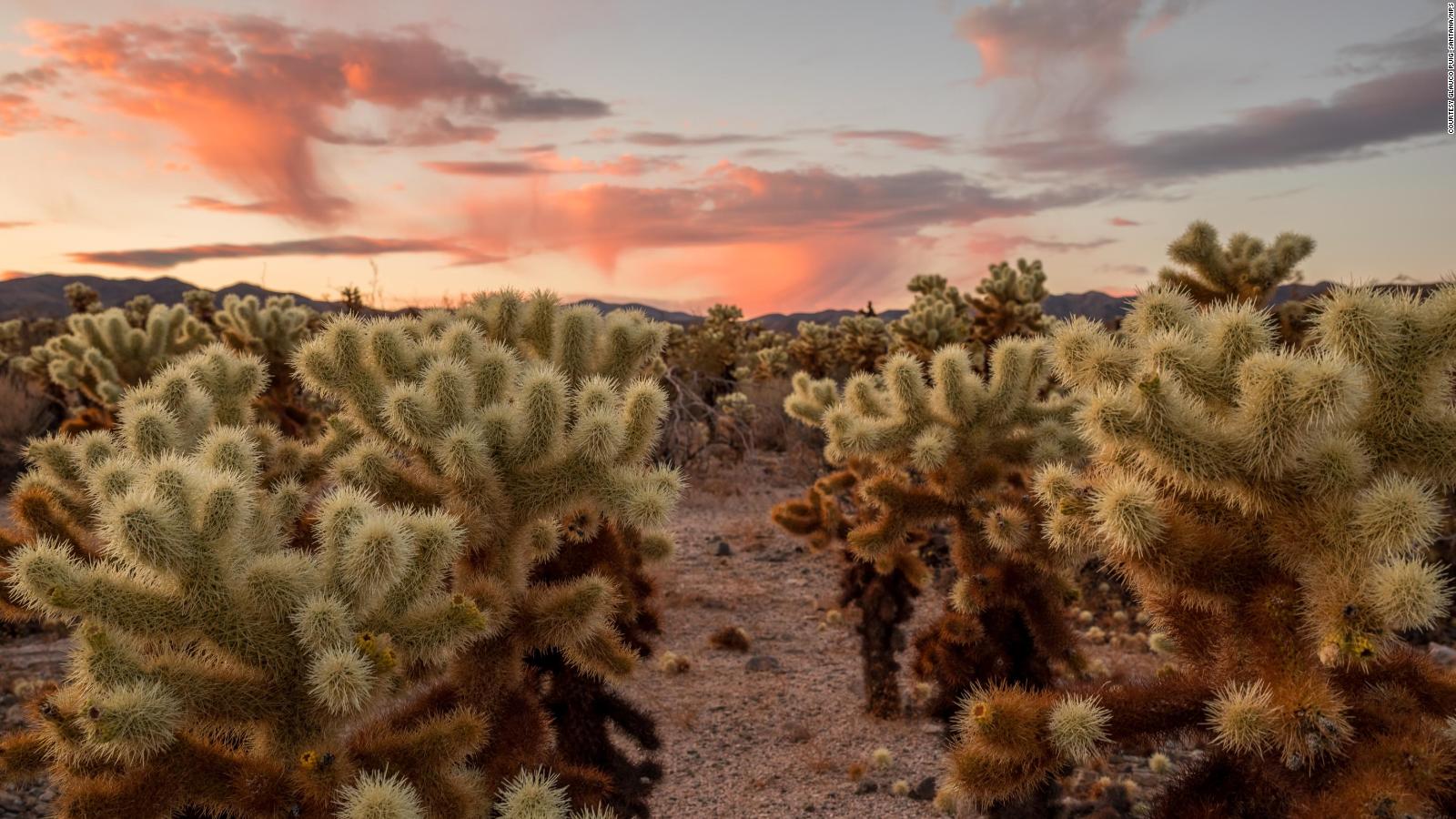 Joshua Tree National Park: Best things to do on your visit
