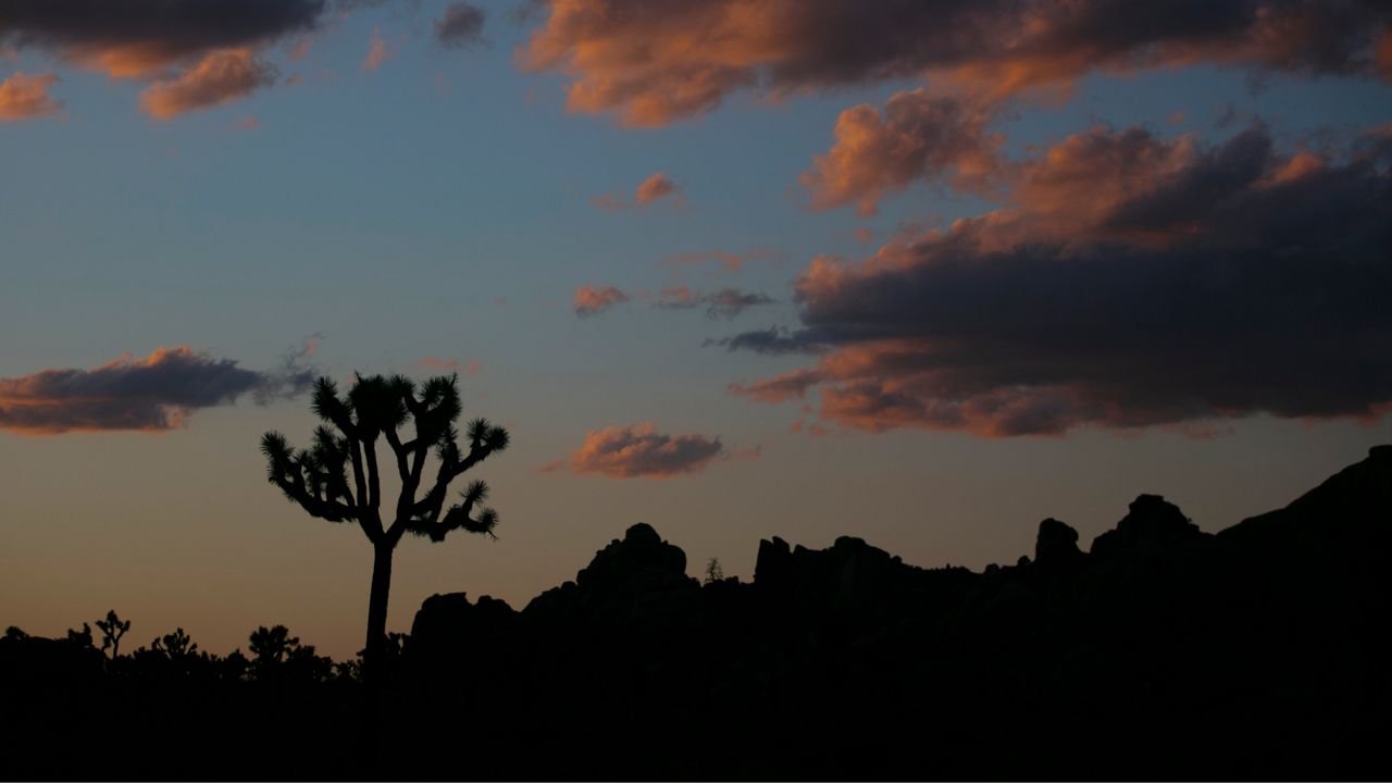 California won't immediately list Joshua tree as threatened