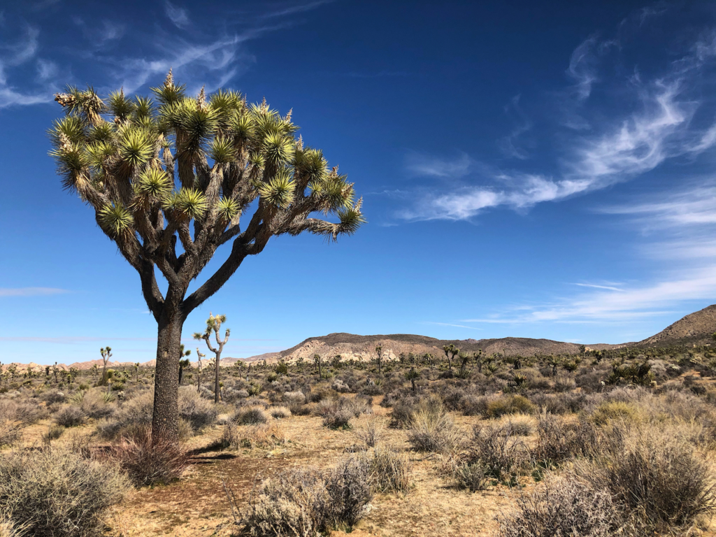 Joshua Tree National Park The Parks Expert