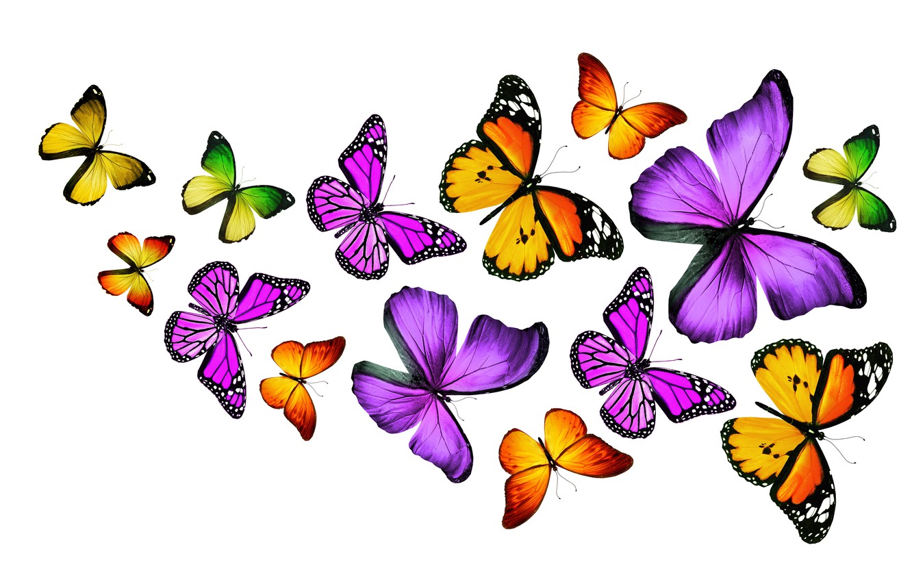 Wallpaper butterfly, colorful, colorful, butterflies image for desktop, section рендеринг