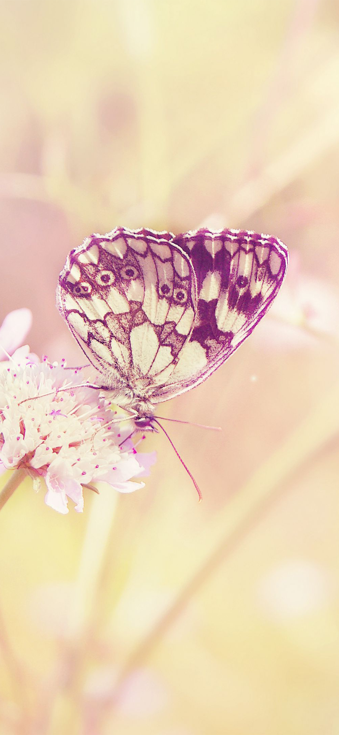 4K Summer Wallpaper for Desktop, iPad & iPhone