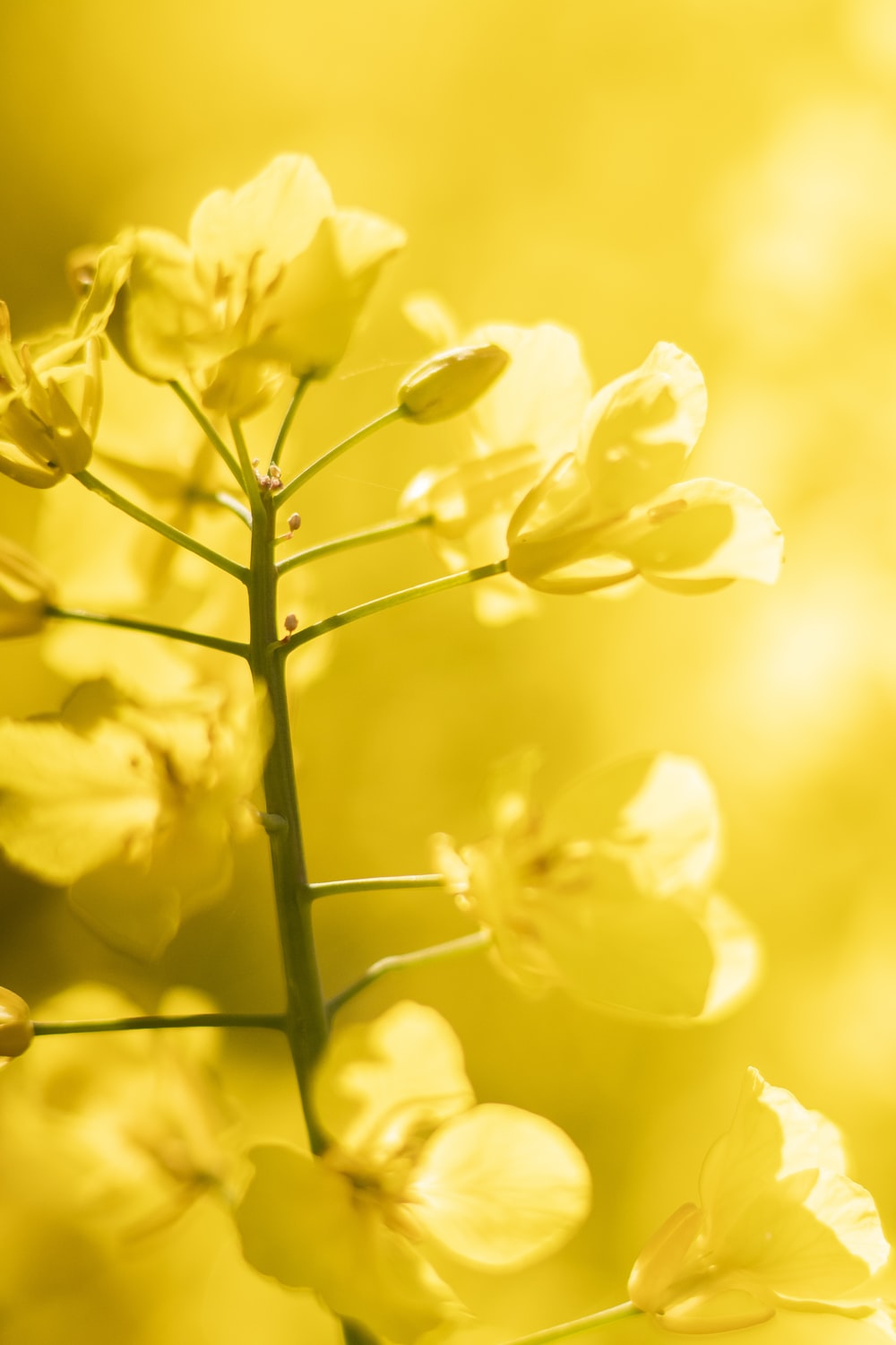 Yellow Flower Picture [HQ]. Download Free Image
