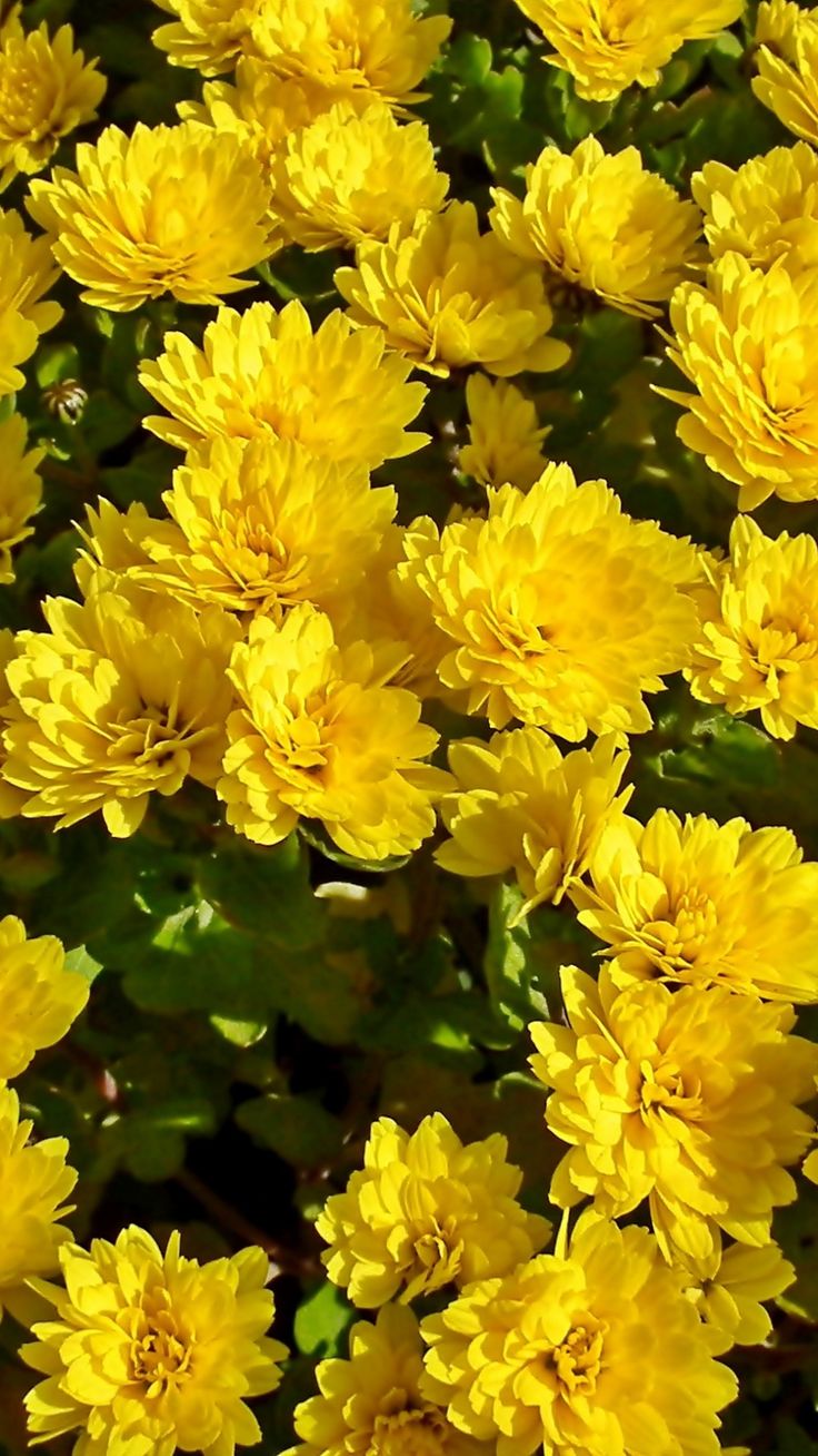 Blooming Yellow Wallpapers - Wallpaper Cave