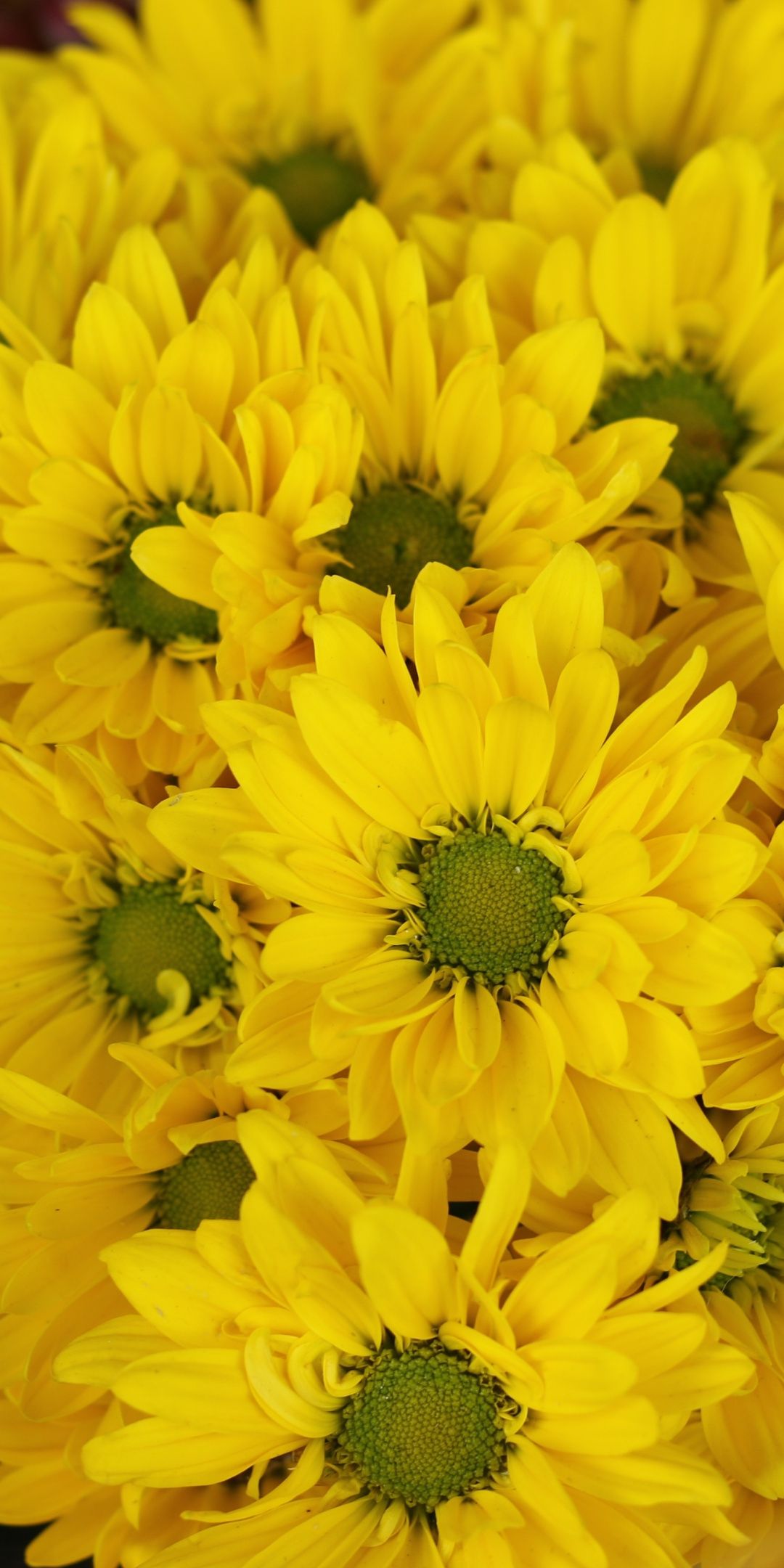 Yellow flowers, Gerbera, basket, bloom, 1080x2160 wallpaper. Yellow flower wallpaper, Yellow flowers, Flower wallpaper