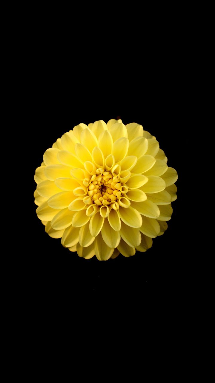 Yellow, flowers, bloom, Dahlia, portrait, 720x1280 wallpaper