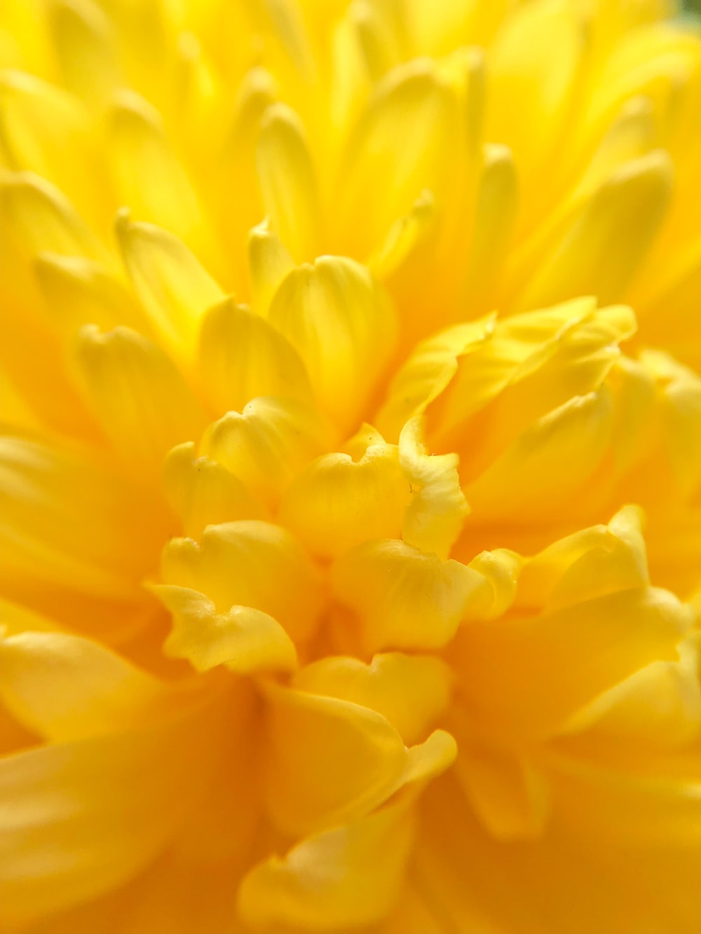 Yellow Flower Picture [HQ]. Download Free Image