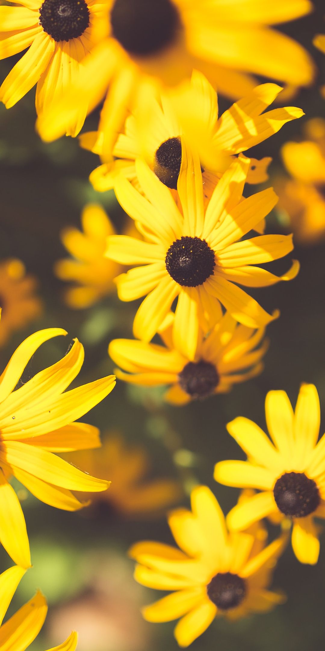 Yellow, garden flowers, bloom wallpaper. Flower wallpaper, Flower iphone wallpaper, White flower wallpaper