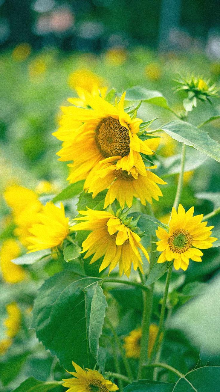 Spring flower iphone wallpaper HD background sunflowers yellow petals bloom blossom nature 4k image. Flower iphone wallpaper, Bloom blossom, iPhone wallpaper