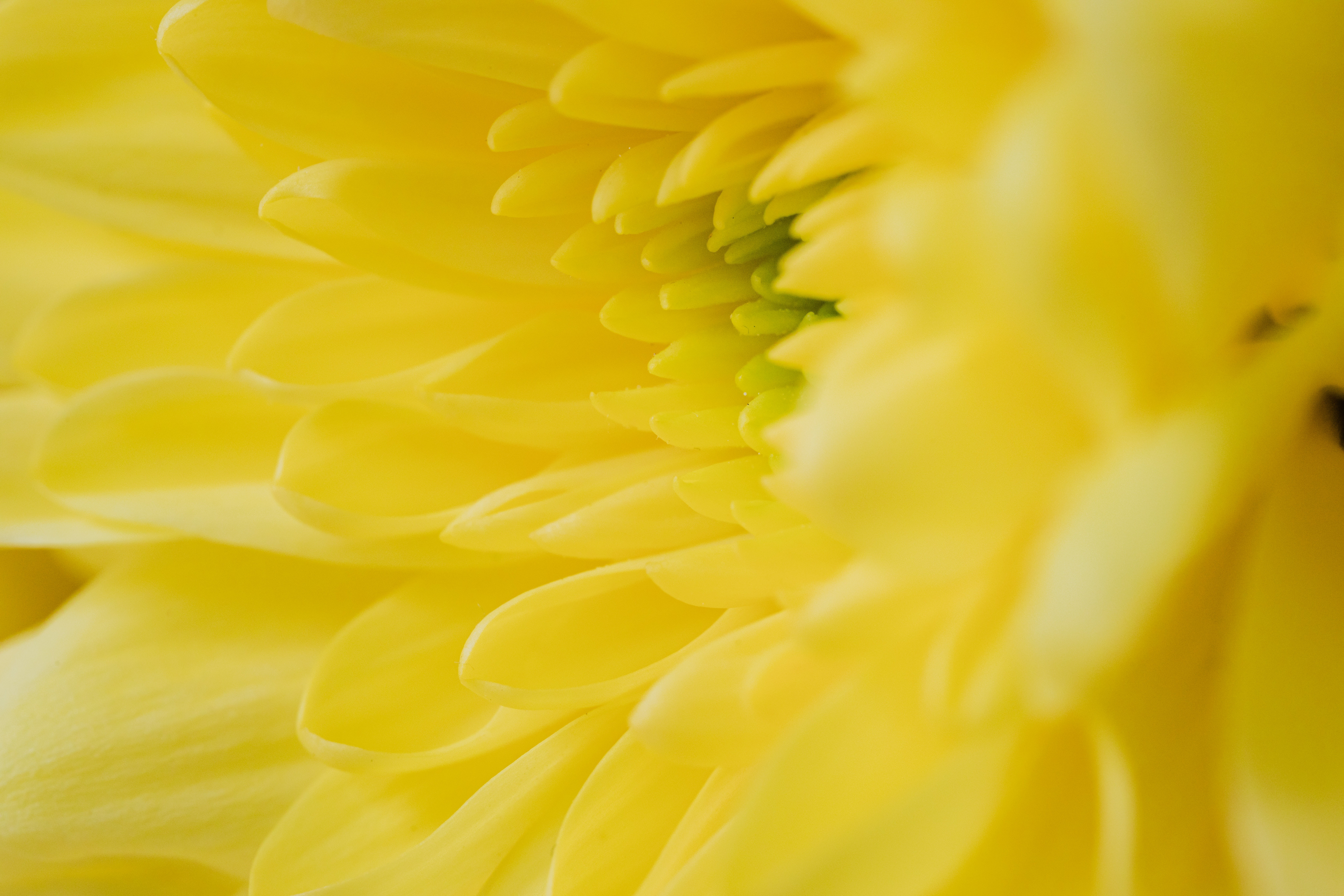 Macro Photo of a Yellow Flower · Free