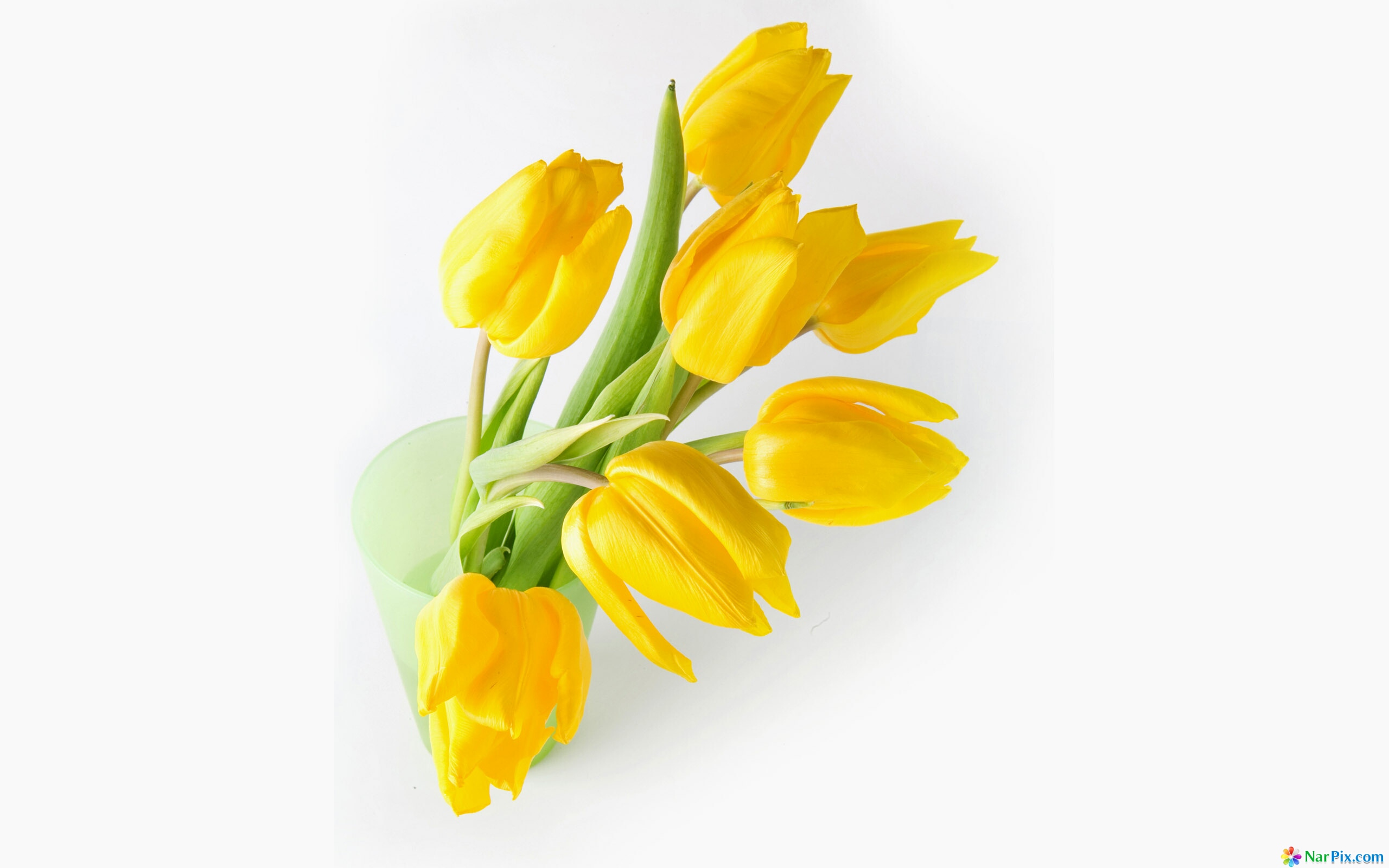 Blooming In Yellow Definition, High Resolution HD Wallpaper, High Definition, High Resolution HD Wallpaper