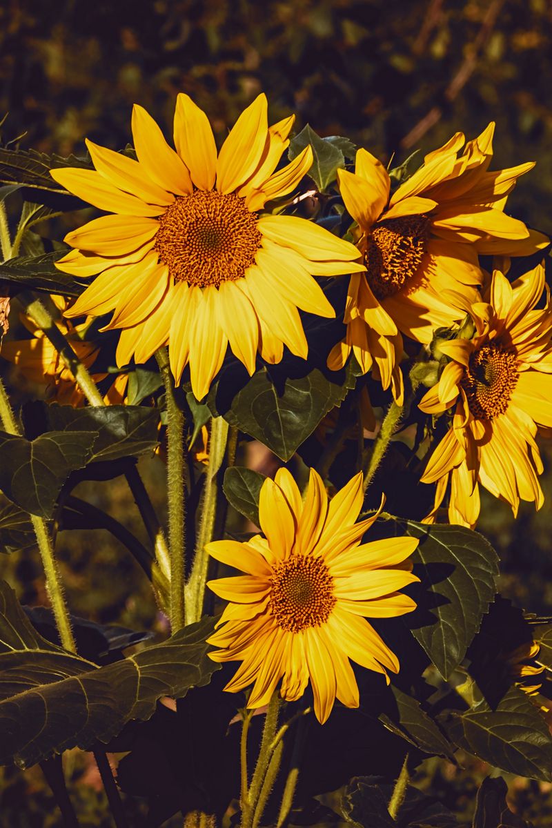 Download Wallpaper 800x1200 Sunflower, Flowers, Summer, Yellow Iphone 4s 4 For Parallax HD Background
