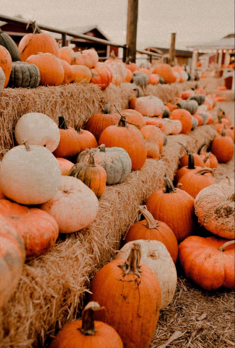 pumpkin fall aesthetic. Cute fall wallpaper, Fall wallpaper, iPhone wallpaper fall