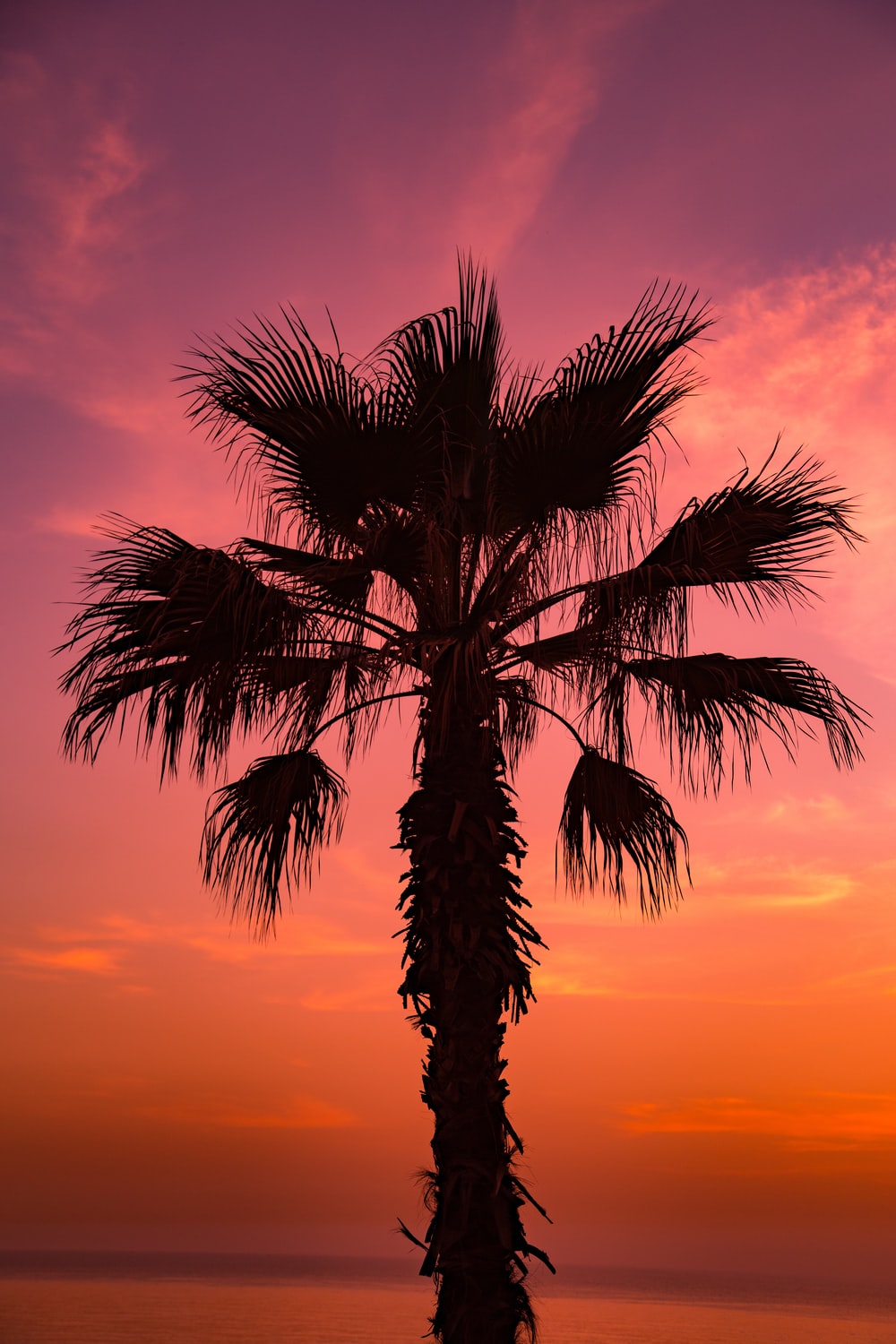 Summer vibes. best free vibe, summer, plant and beach photo