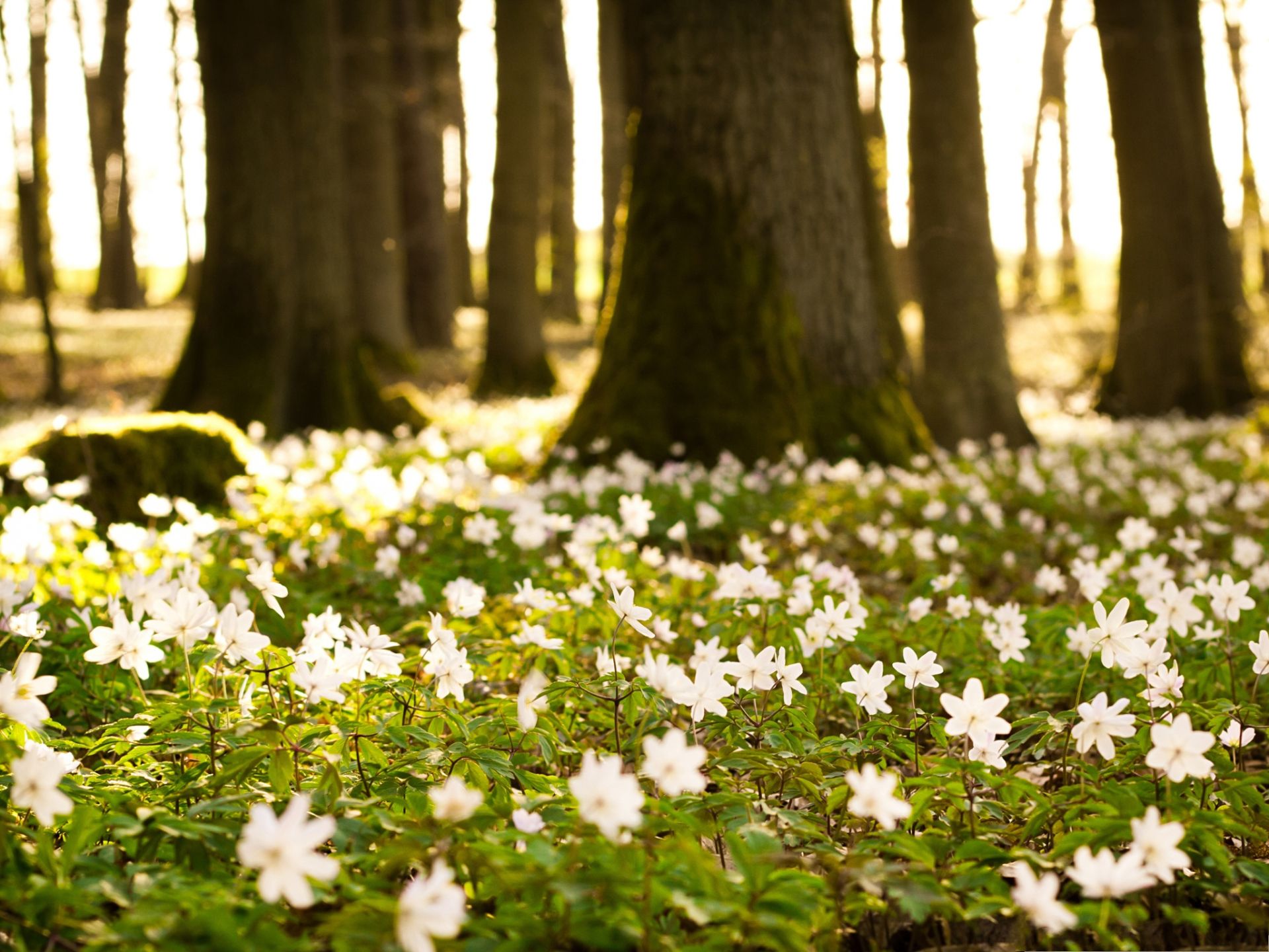 Spring Flowers Macro Wallpaper