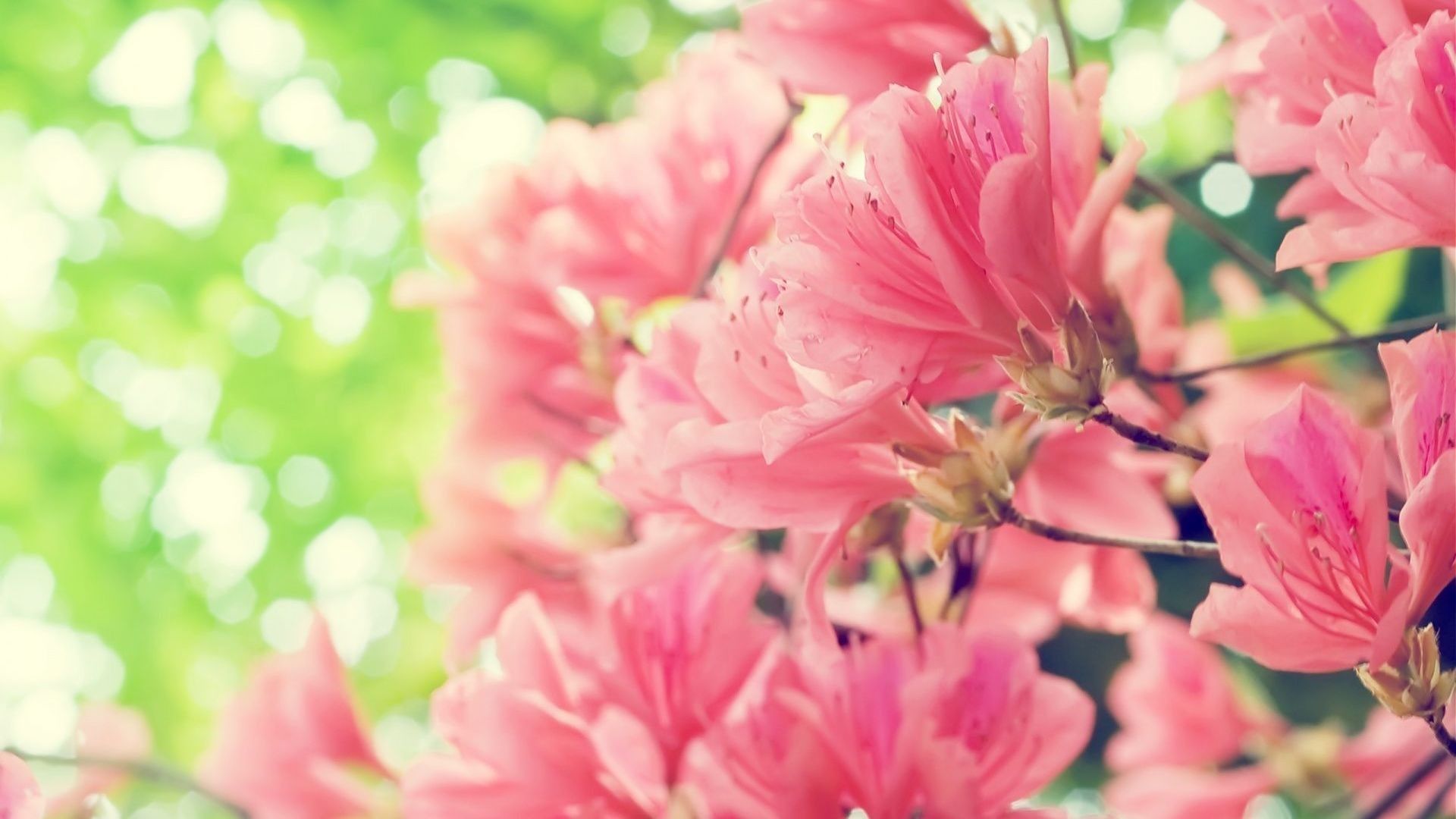 Spring Flower HD Wallpaper