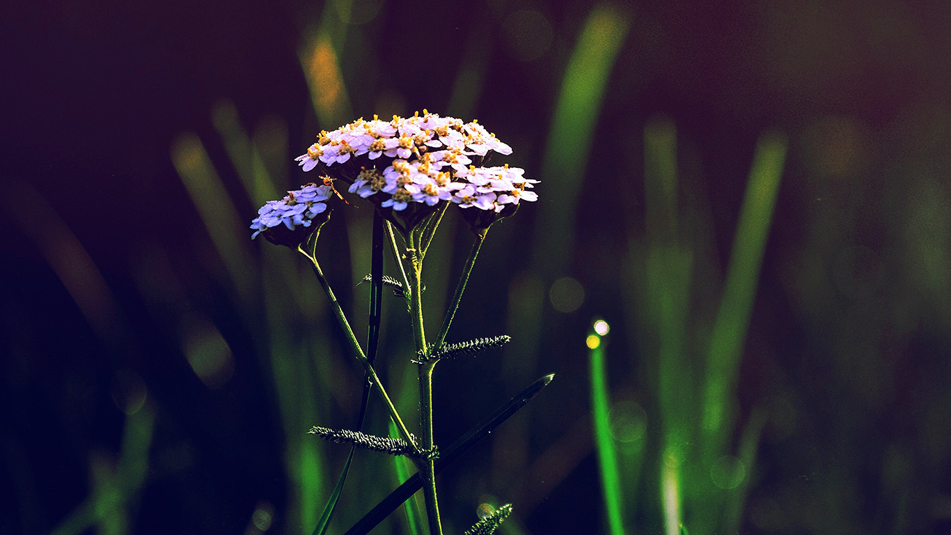 wallpaper for desktop, laptop. spring flower bokeh beautiful blue