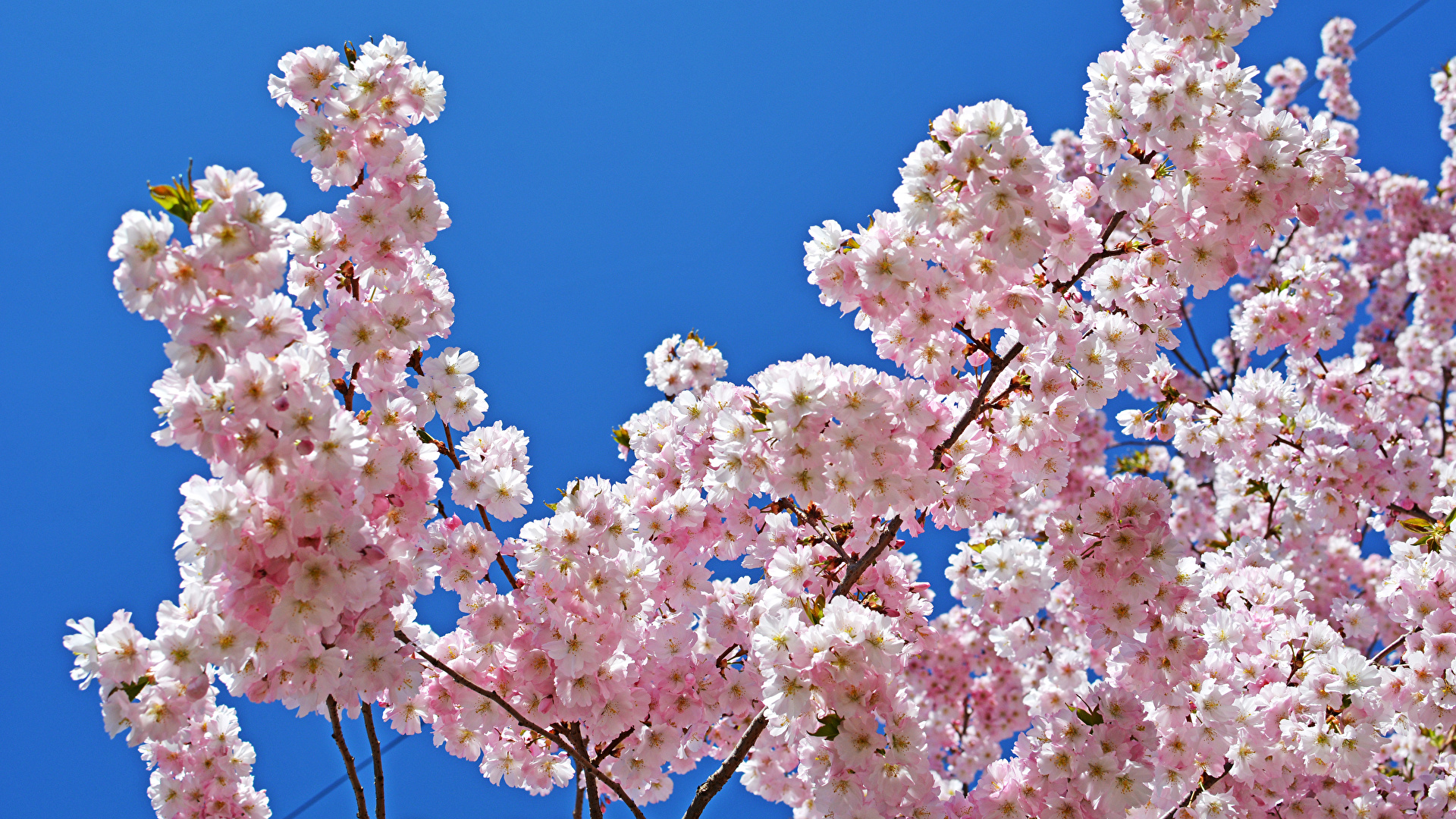 Desktop Wallpaper Spring flower Branches Flowering trees 1920x1080