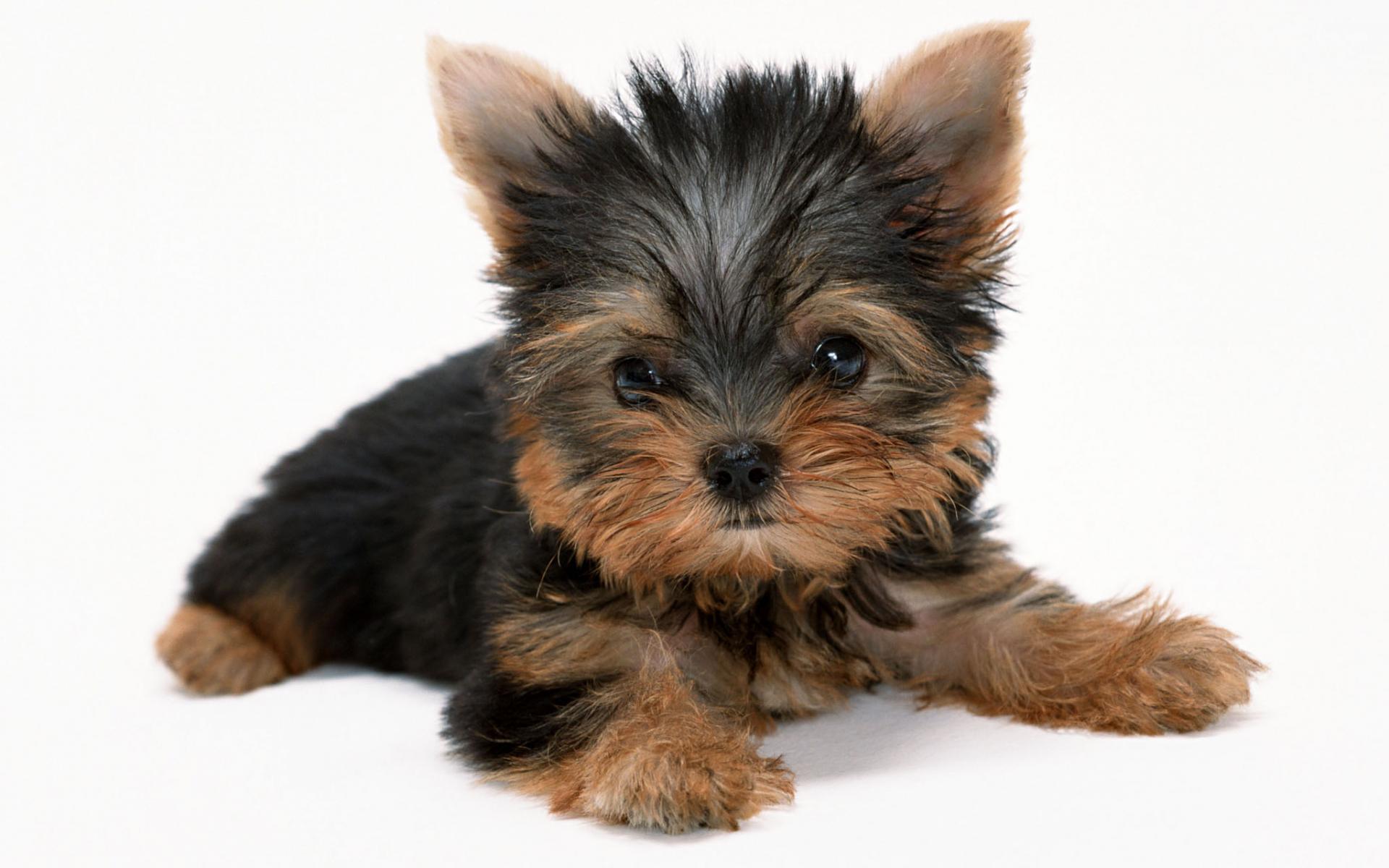 Yorkshire Terrier Wallpaper