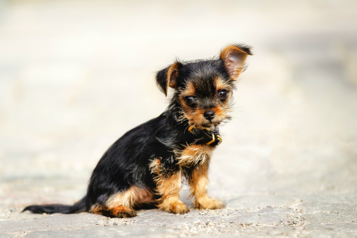 Yorkshire Terrier Mix Photo