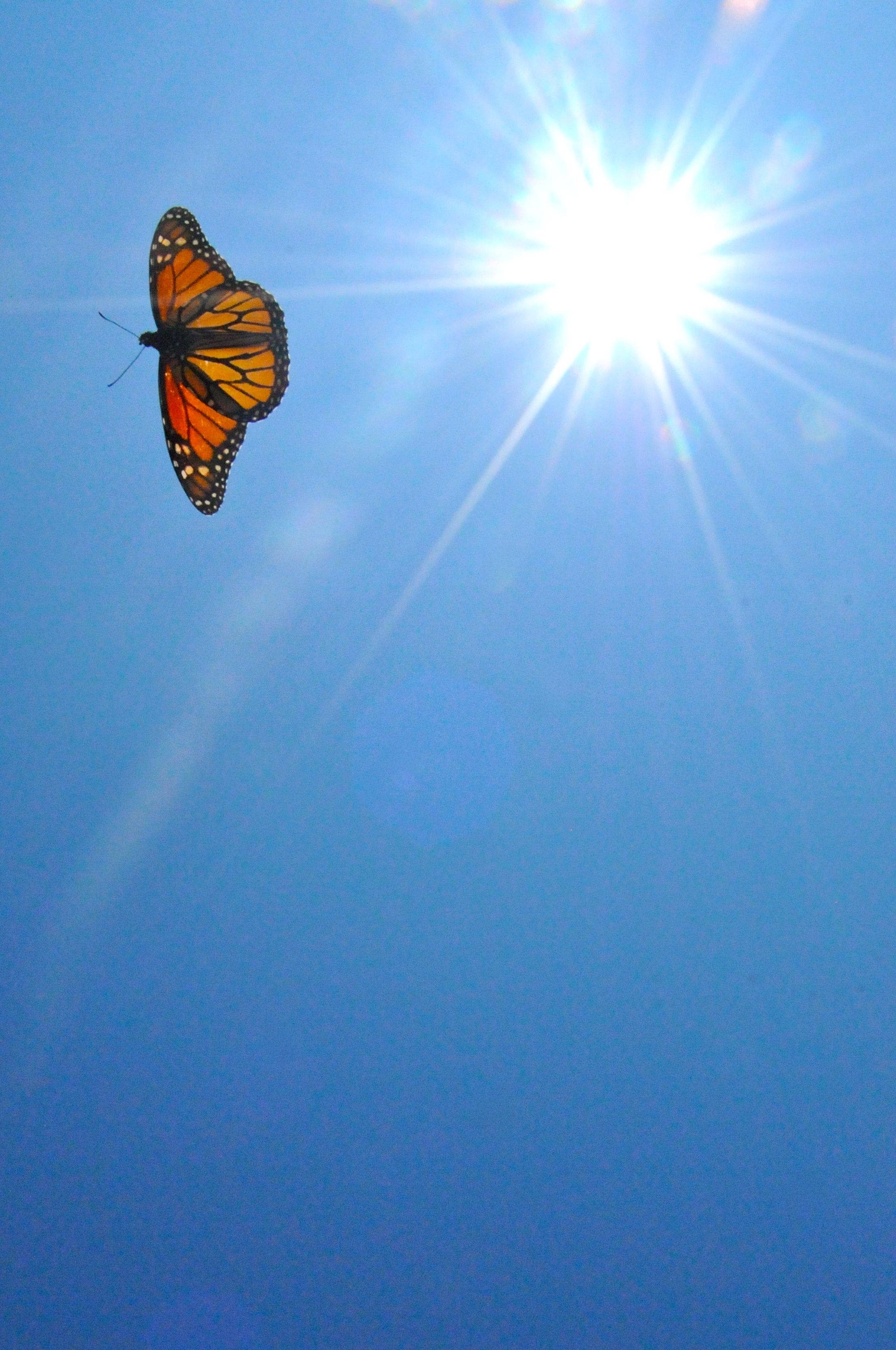 Download Butterfly Aesthetic In Clear Blue Sky Wallpaper