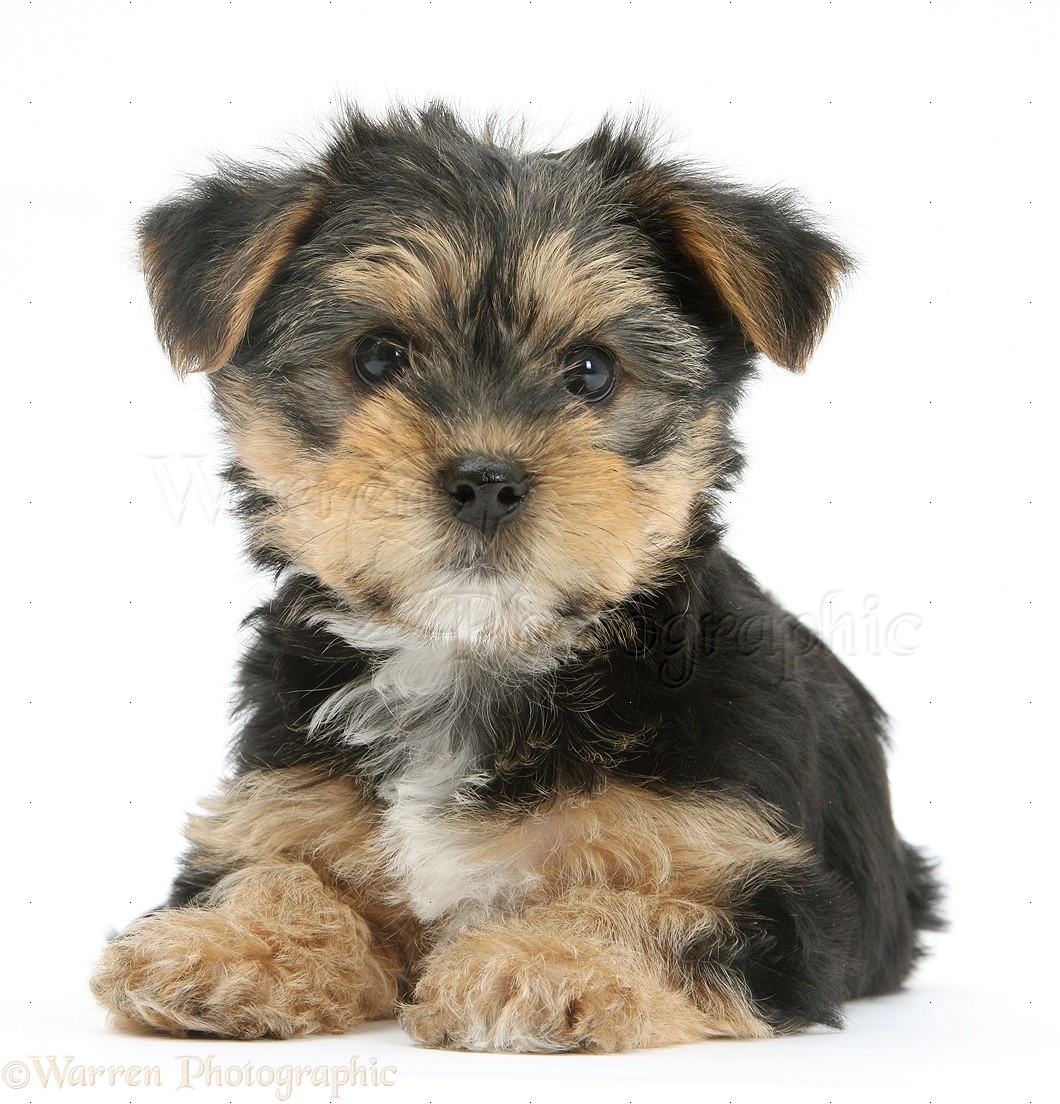 Free download Dog Yorkie cross pup photo WP28379 [1060x1104] for your Desktop, Mobile & Tablet. Explore Yorkie Dog Wallpaper. Yorkshire Terrier Wallpaper, Yorkie Picture Wallpaper, Yorkie Desktop Wallpaper