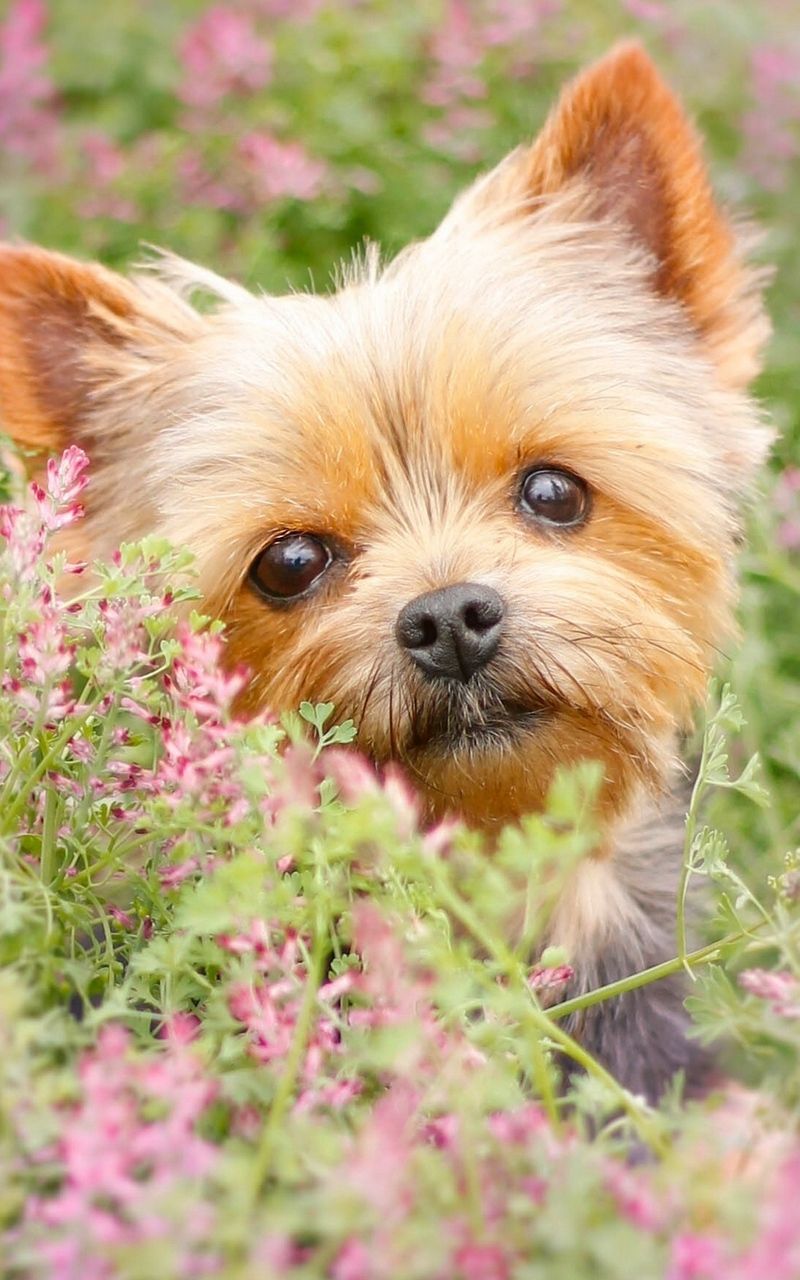 Wallpaper yorkshire terrier flowers puppy muzzle. Yorkshire terrier, Animals, Terrier