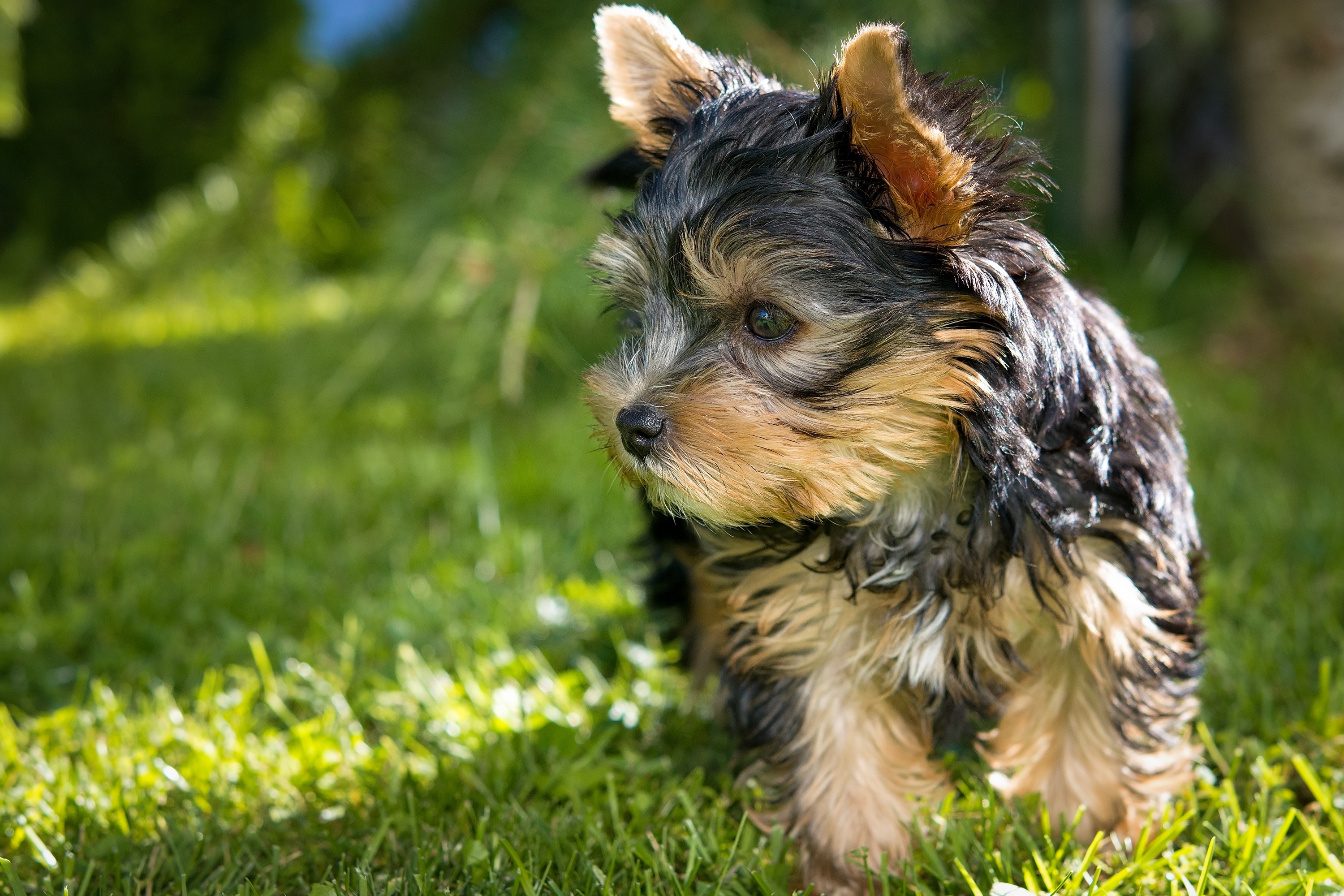 1,Best Free Yorkshire Terrier & Image · 100% Royalty Free HD Downloads