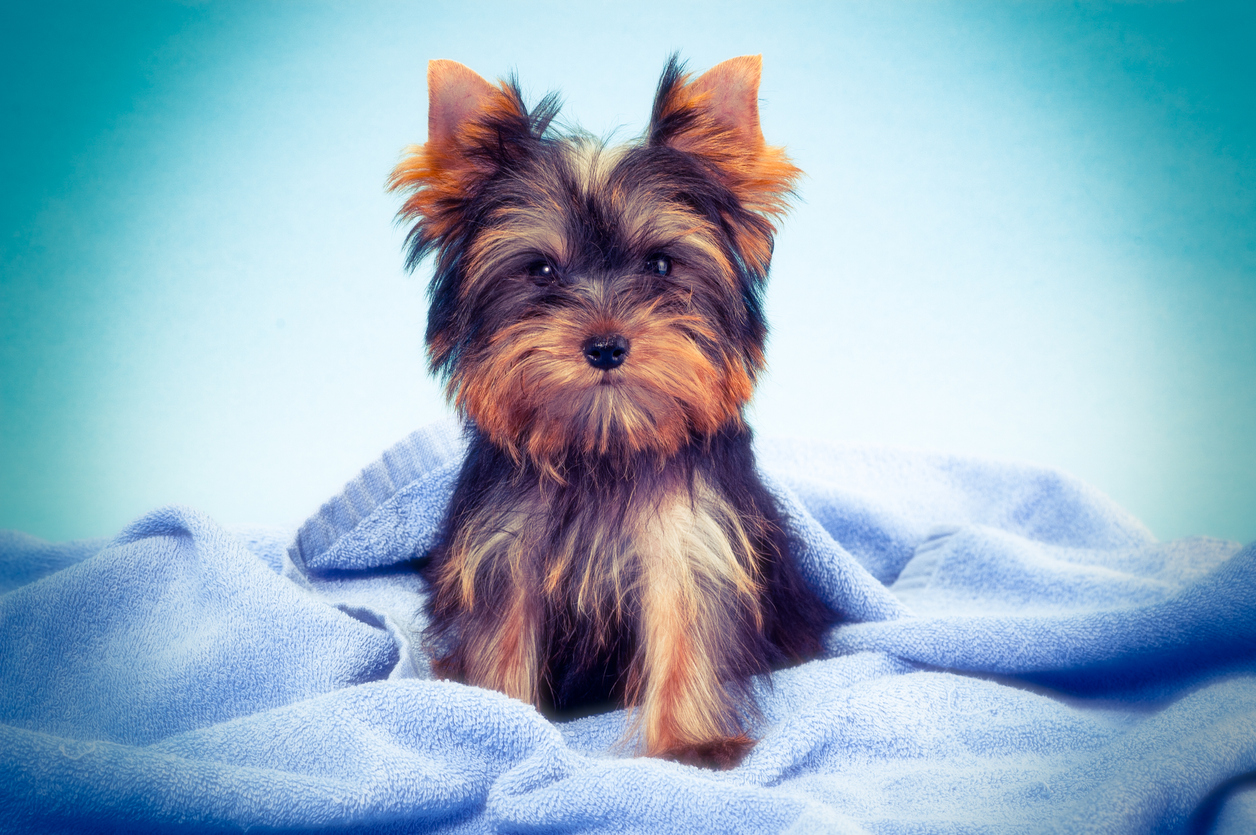 Yorkie Coat Colors Guide to the Yorkshire Terrier Coat Coloring