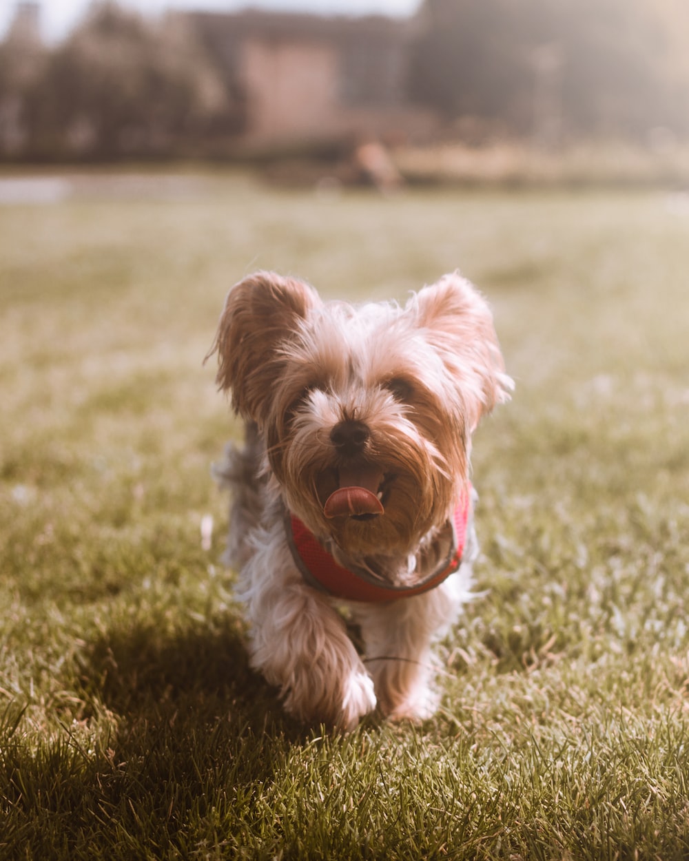 Yorkshire Terrier Picture. Download Free Image