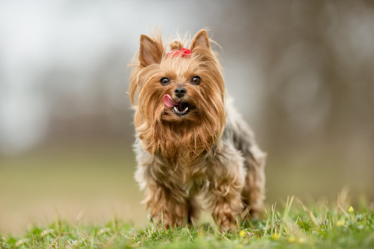 Yorkie Mix Breeds!