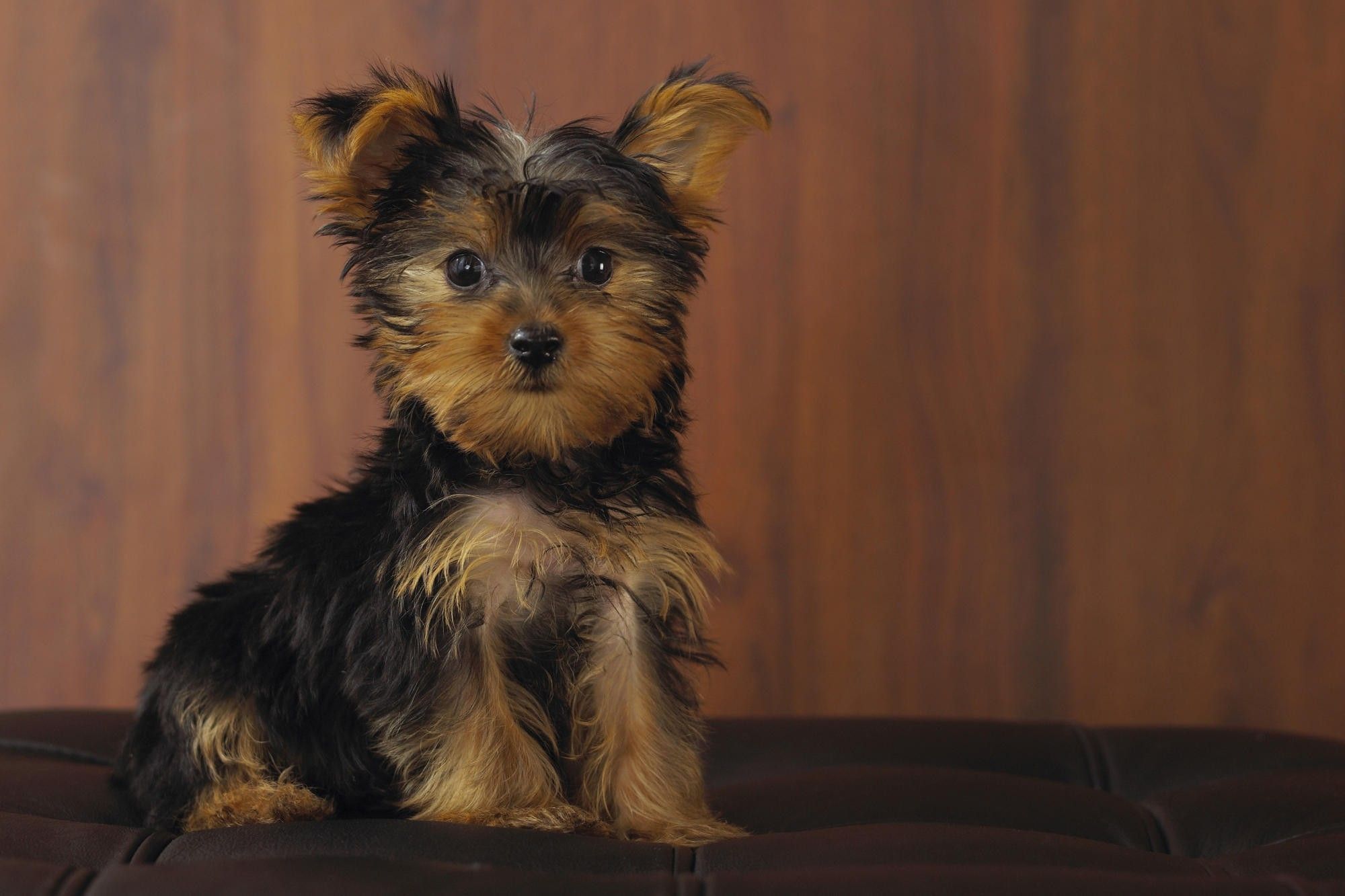 Yorkie Puppies Wallpaper